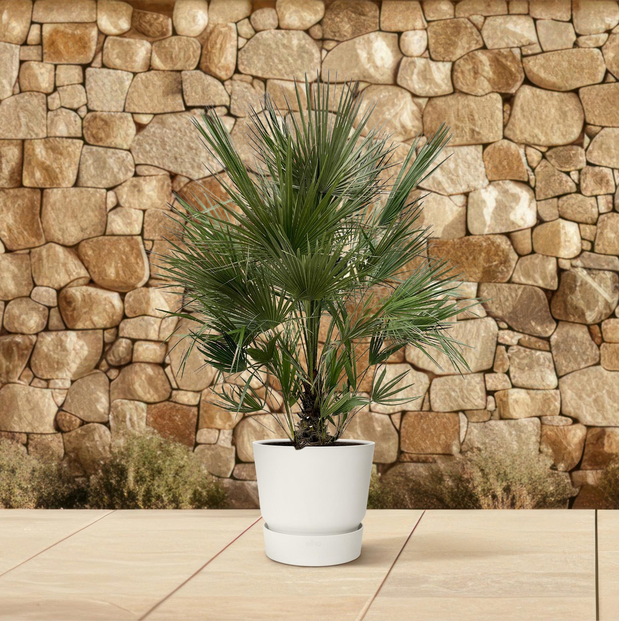 Chamaerops Humilis - Europäische Zwergpalme XXL | 200 cm | Ø40 cm
