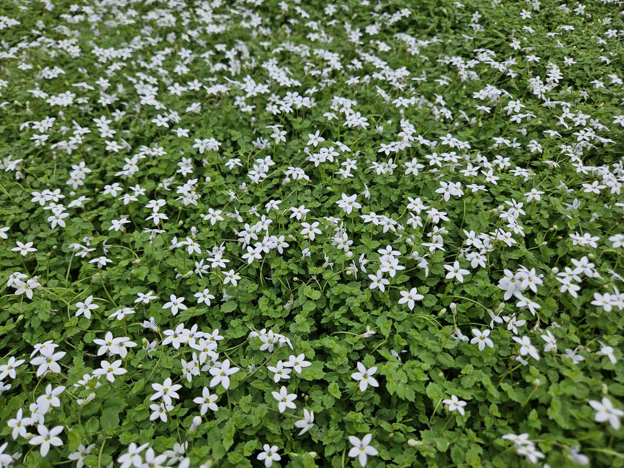 24x Weiße Sumpfglockenblume - Isotoma fluviatilis 'Alba' | 10-25cm | Ø9cm
