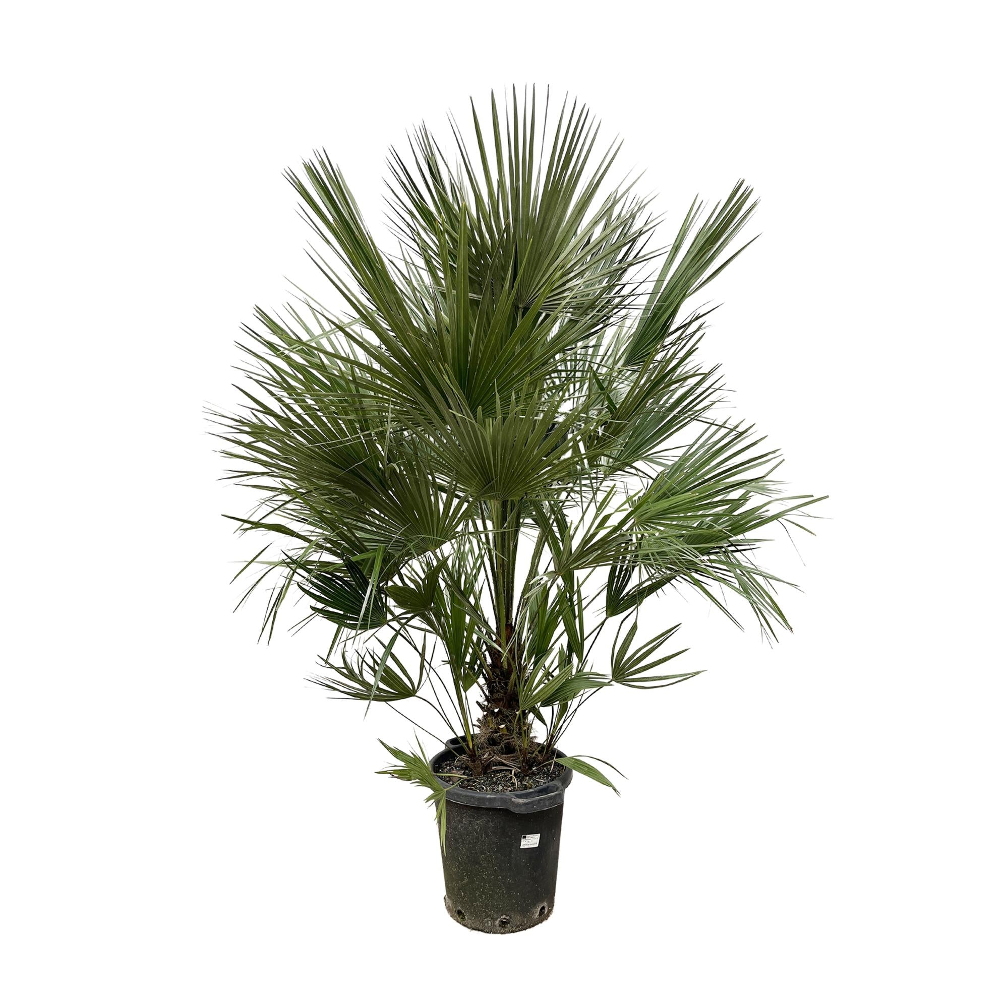 Chamaerops Humilis - Europäische Zwergpalme XXL | 200 cm | Ø40 cm