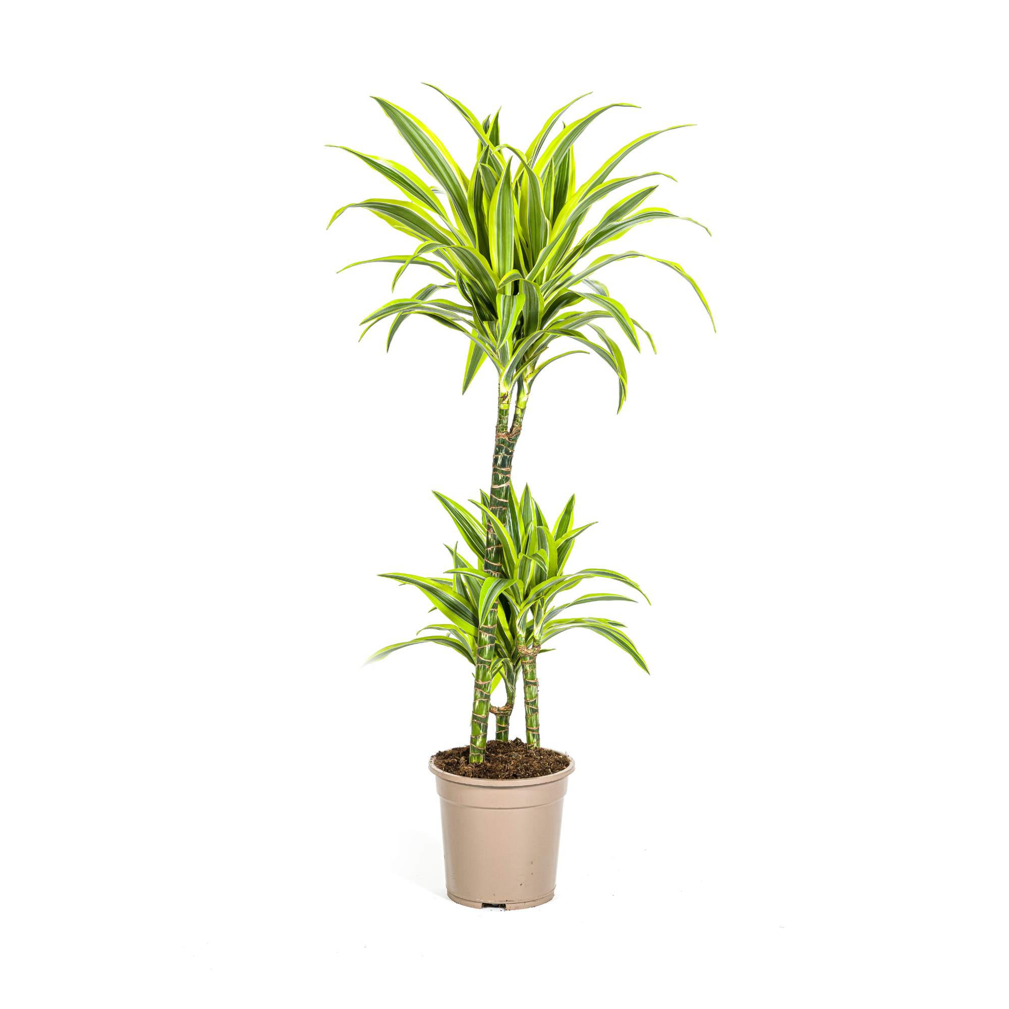 Drachenbaum - Dracaena Deremensis Lemon Lime | 90 - 110cm | Ø21cm