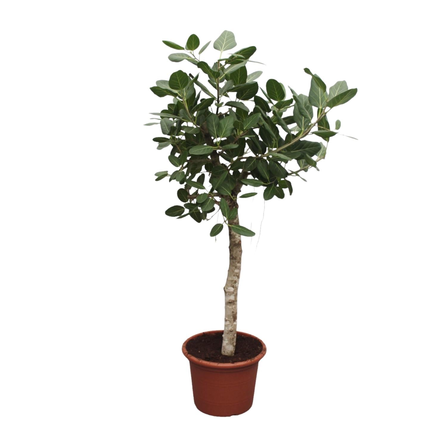 XXL Banyanbaum - Ficus Benghalensis | 200 cm | Ø50 cm