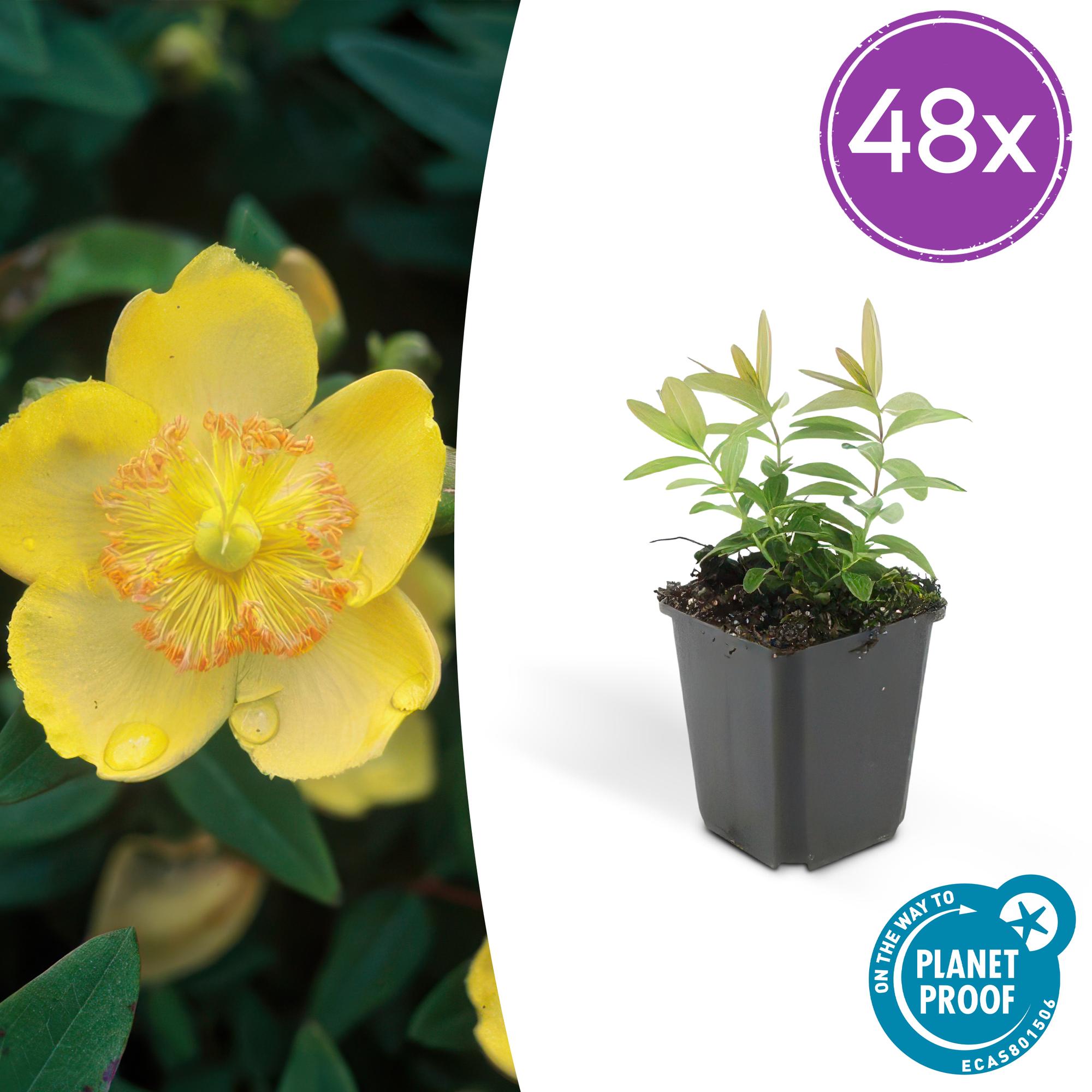 48x Großblütiges Johanniskraut - Hypericum calycinum | 10-25cm | Ø9cm