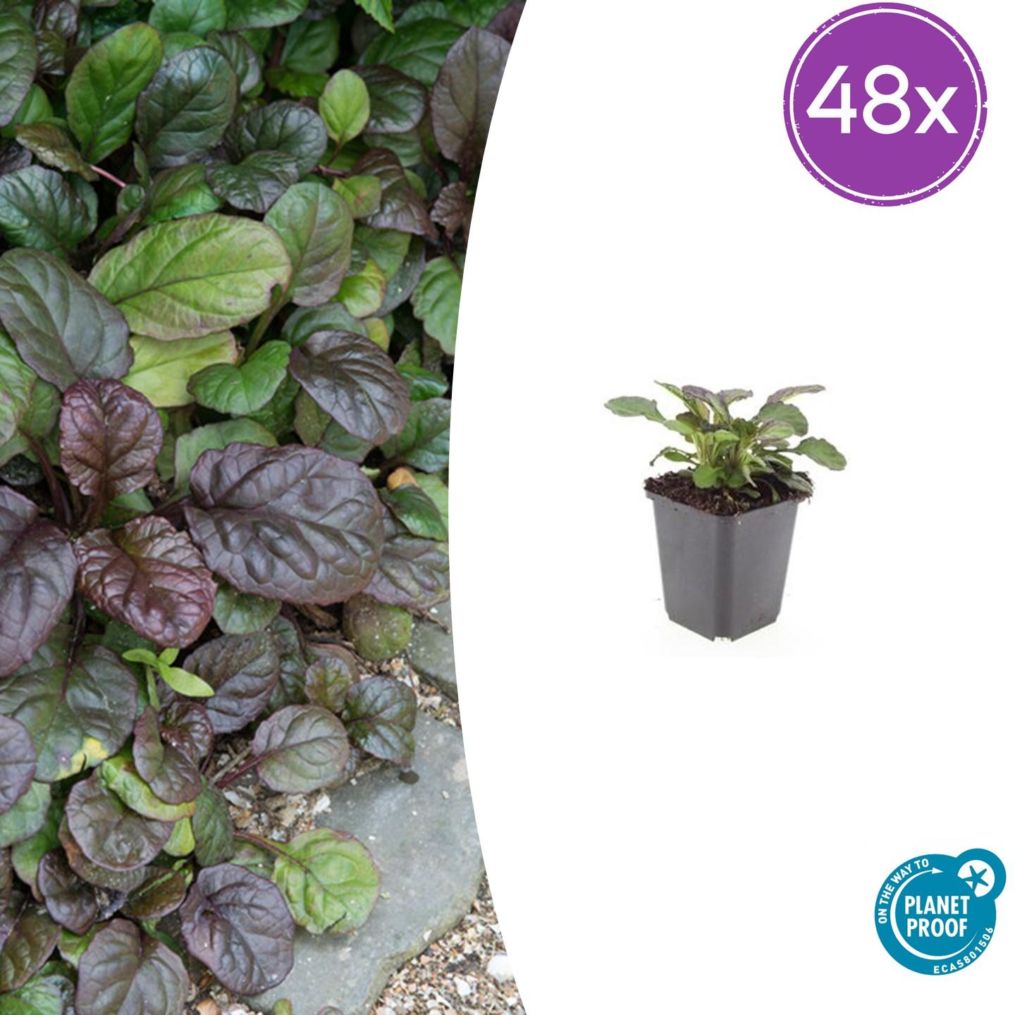 48x Riesengünsel - Ajuga reptans 'Catlin's Giant' | 10-25cm | Ø9cm