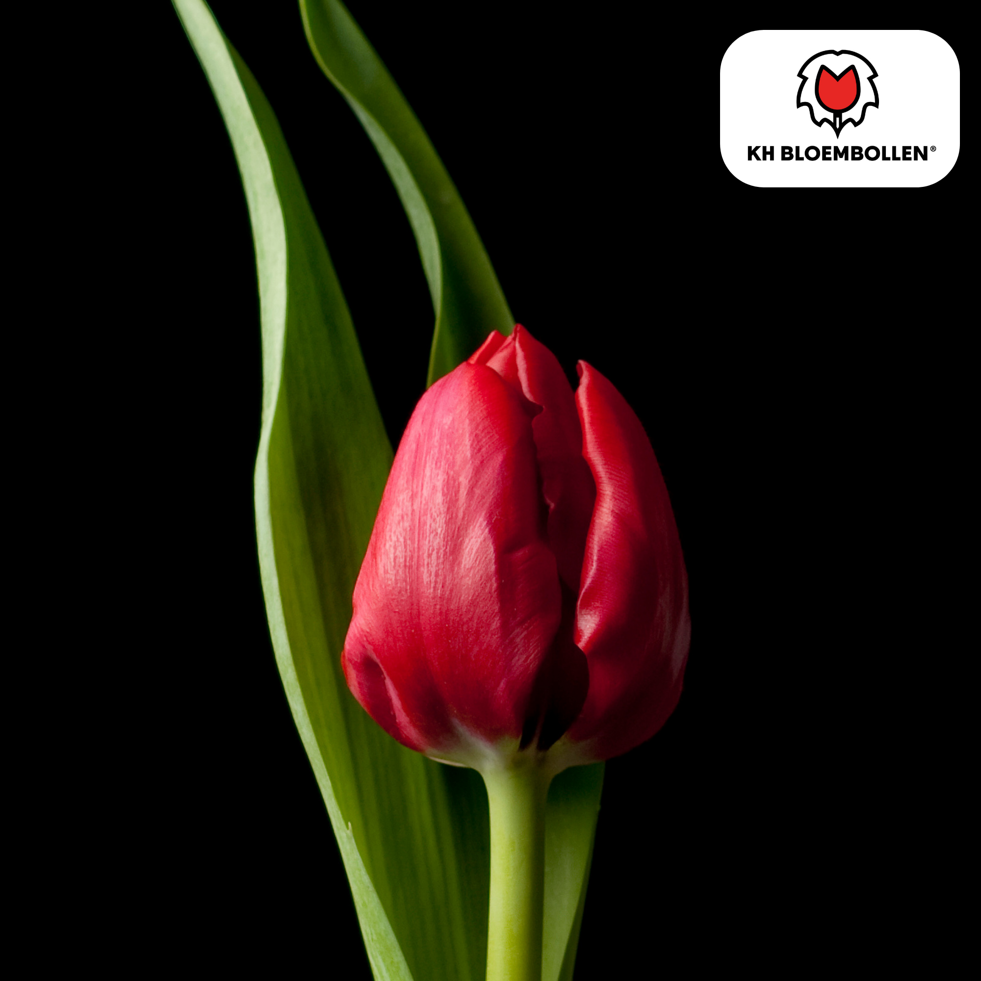 Tulpenzwiebeln – Ile de France | 20 Stück | Zwiebelgröße 11/12
