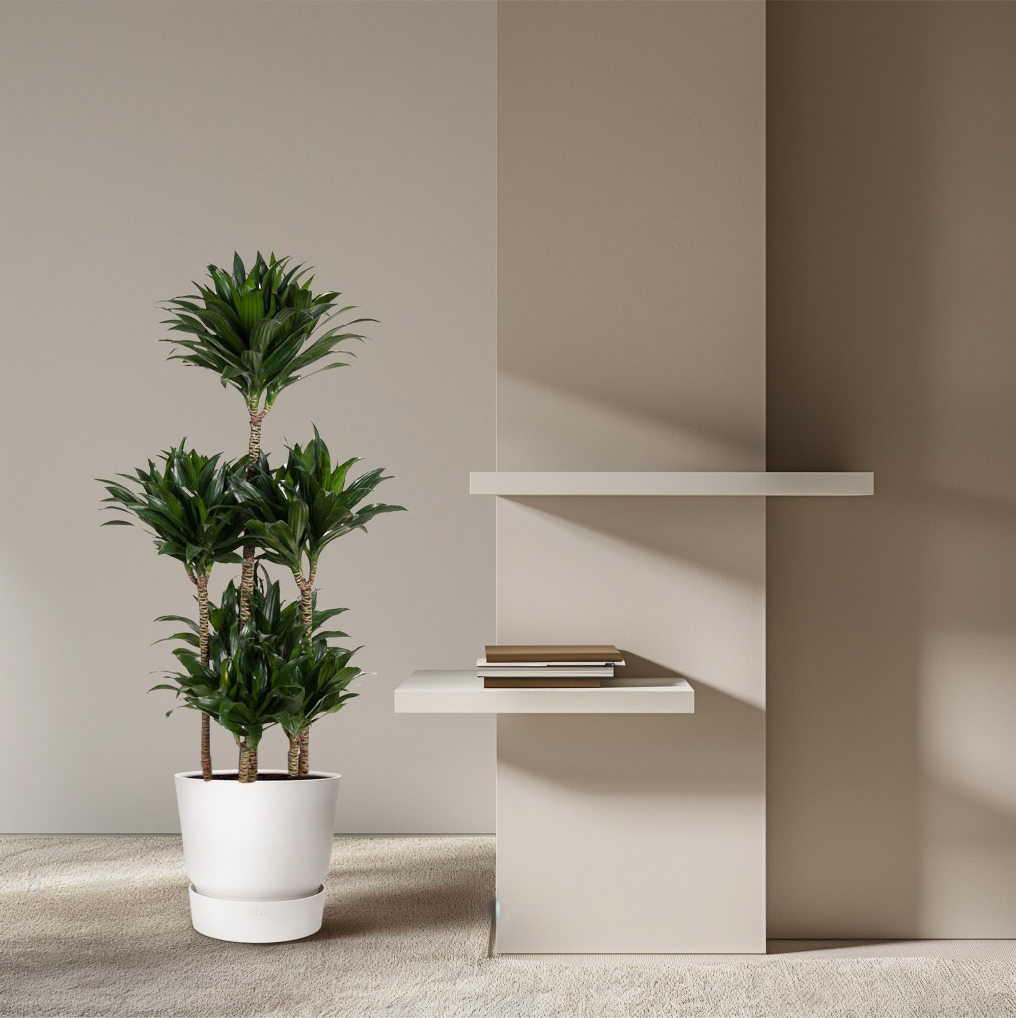 Drachenbaum – Dracaena Compacta 'Carrousel' | 130 cm | Ø31 cm