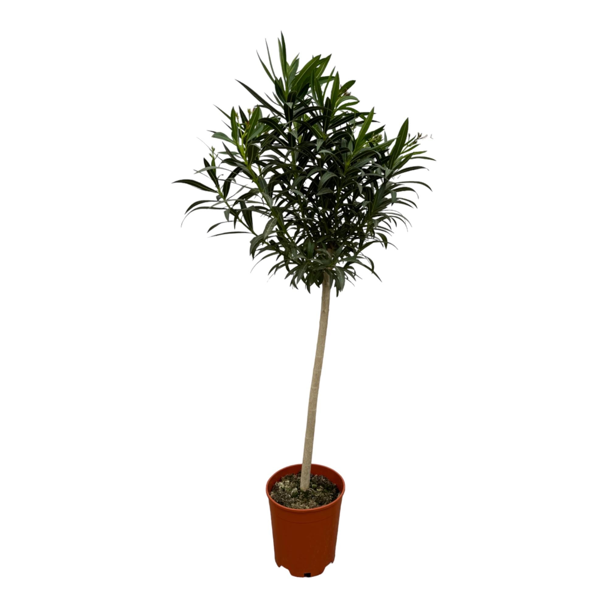 Nerium Oleander auf Stamm - Oleander mit weißen Blüten | 190 cm | Ø31 cm