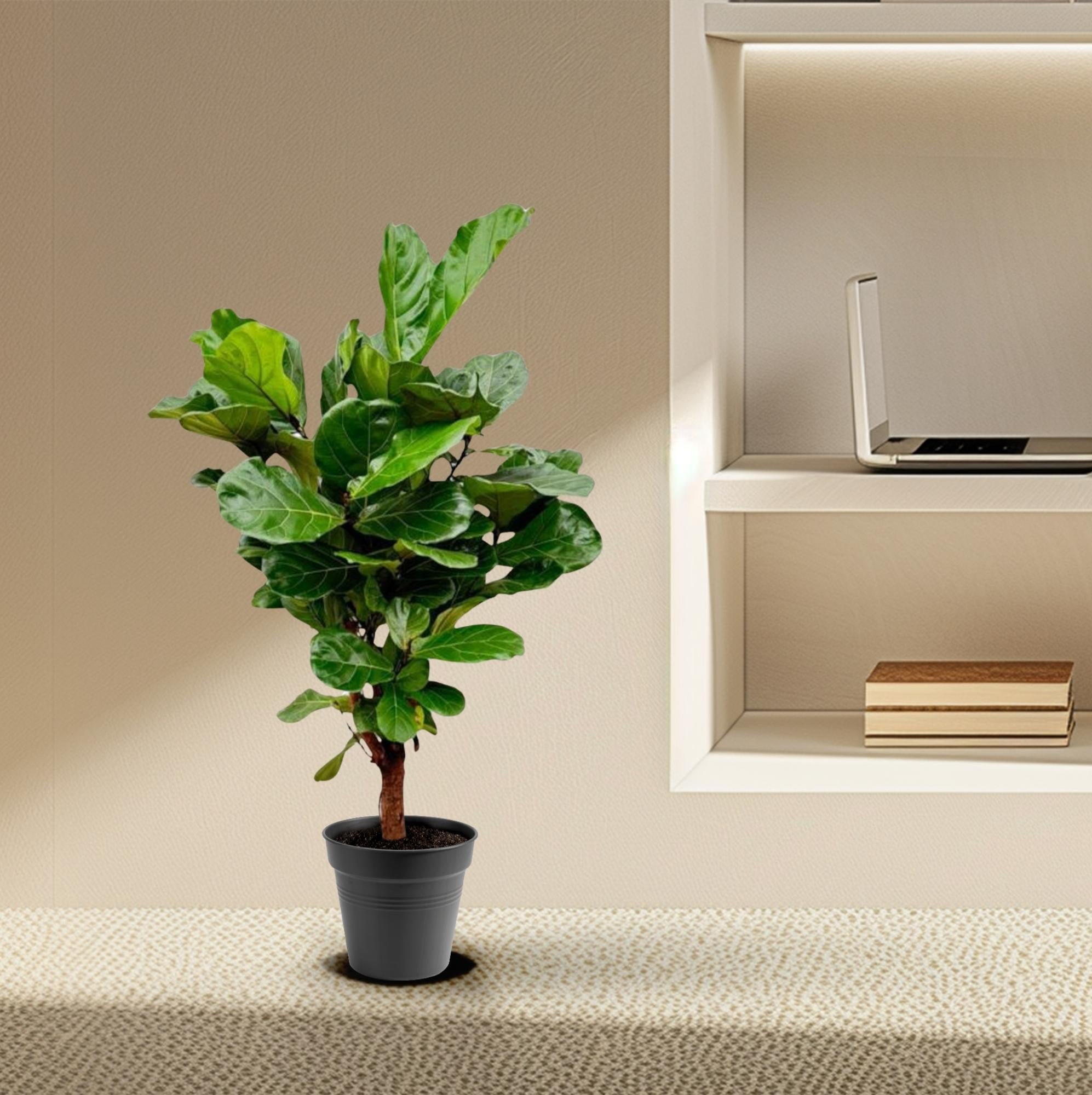 Geigenfeige - Ficus Lyrata | 140-160 cm | Ø27-30 cm