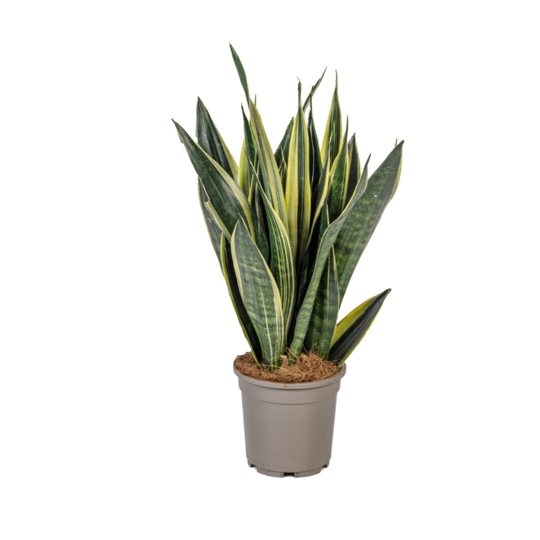 Bogenhanf - Schlangenpflanze - Sansevieria Trifasciata Canary | 45 - 55cm | Ø17cm