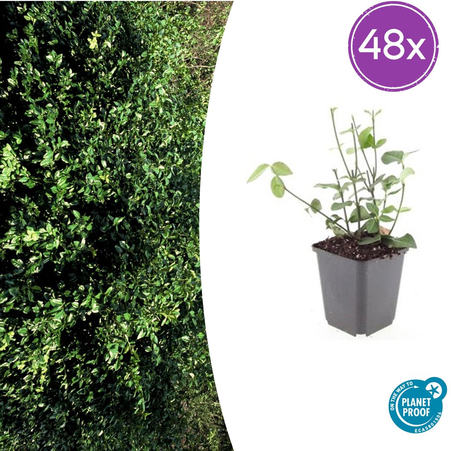 48x Purpurspindelstrauch - Euonymus fort. 'Coloratus' | 10-25cm | Ø9cm