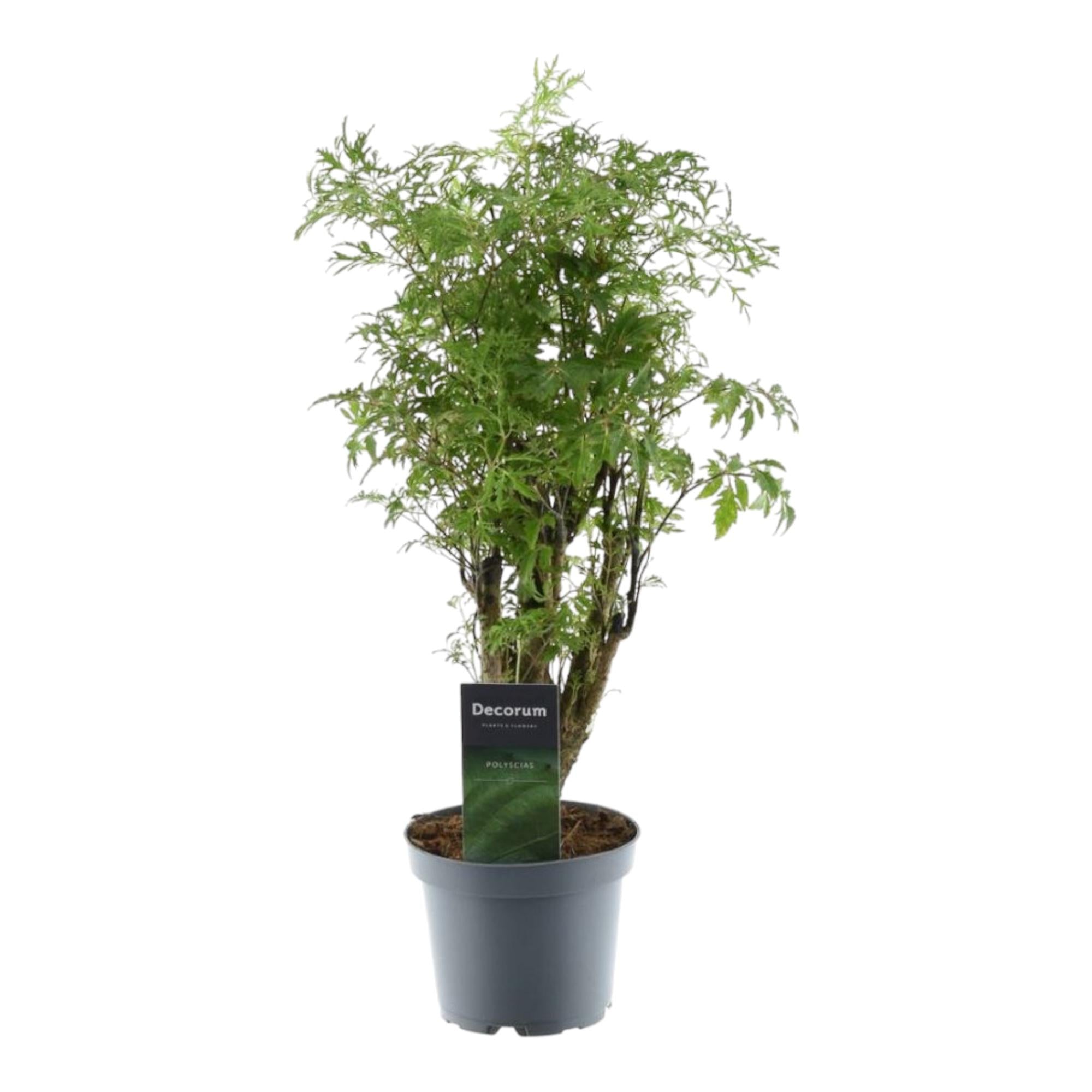 Fiederaralie - Polyscias Hawaiiana Ming | 45 cm | Ø12 cm