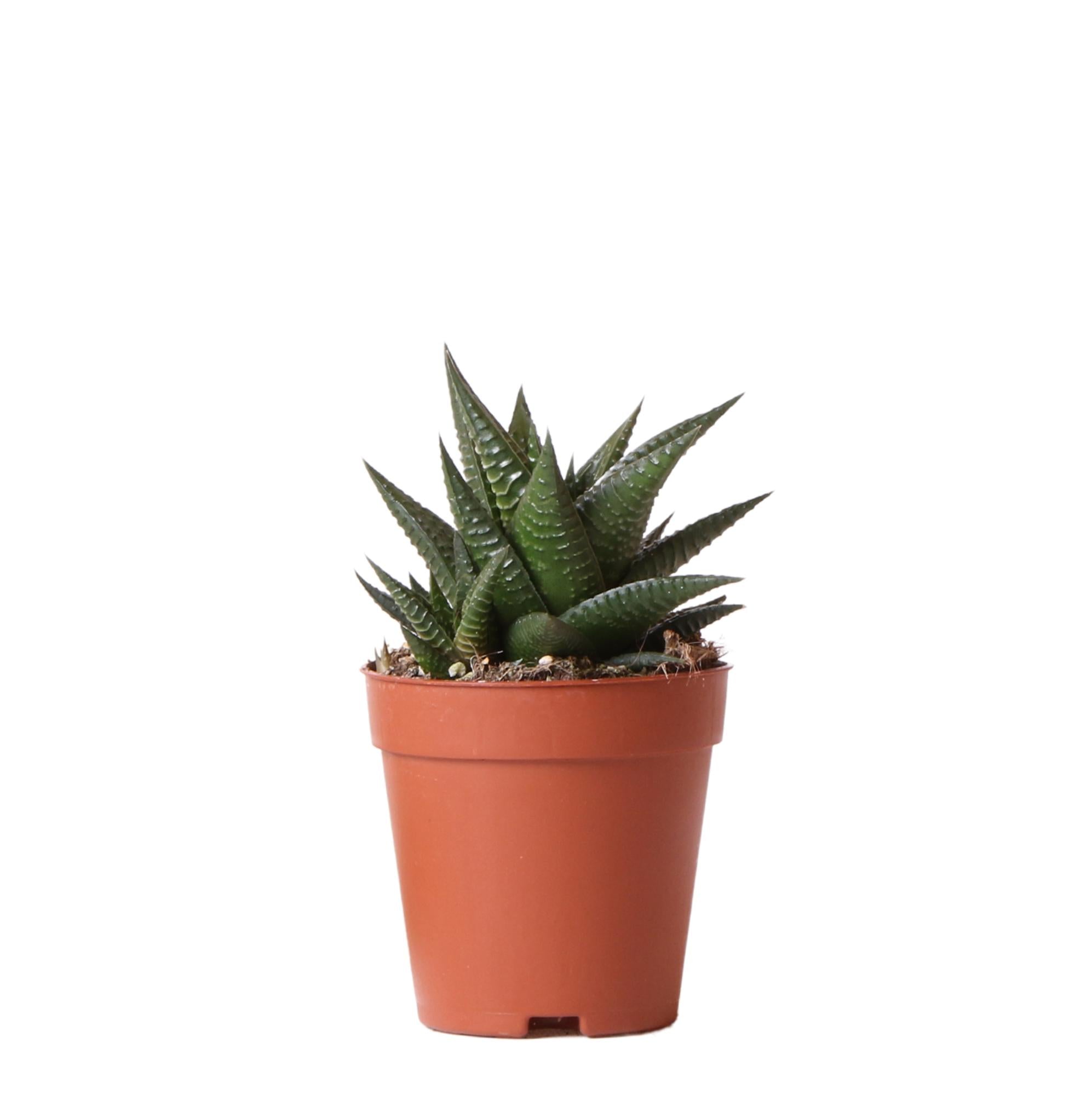 Sukkulente Haworthia Limifolia | Ø9 cm
