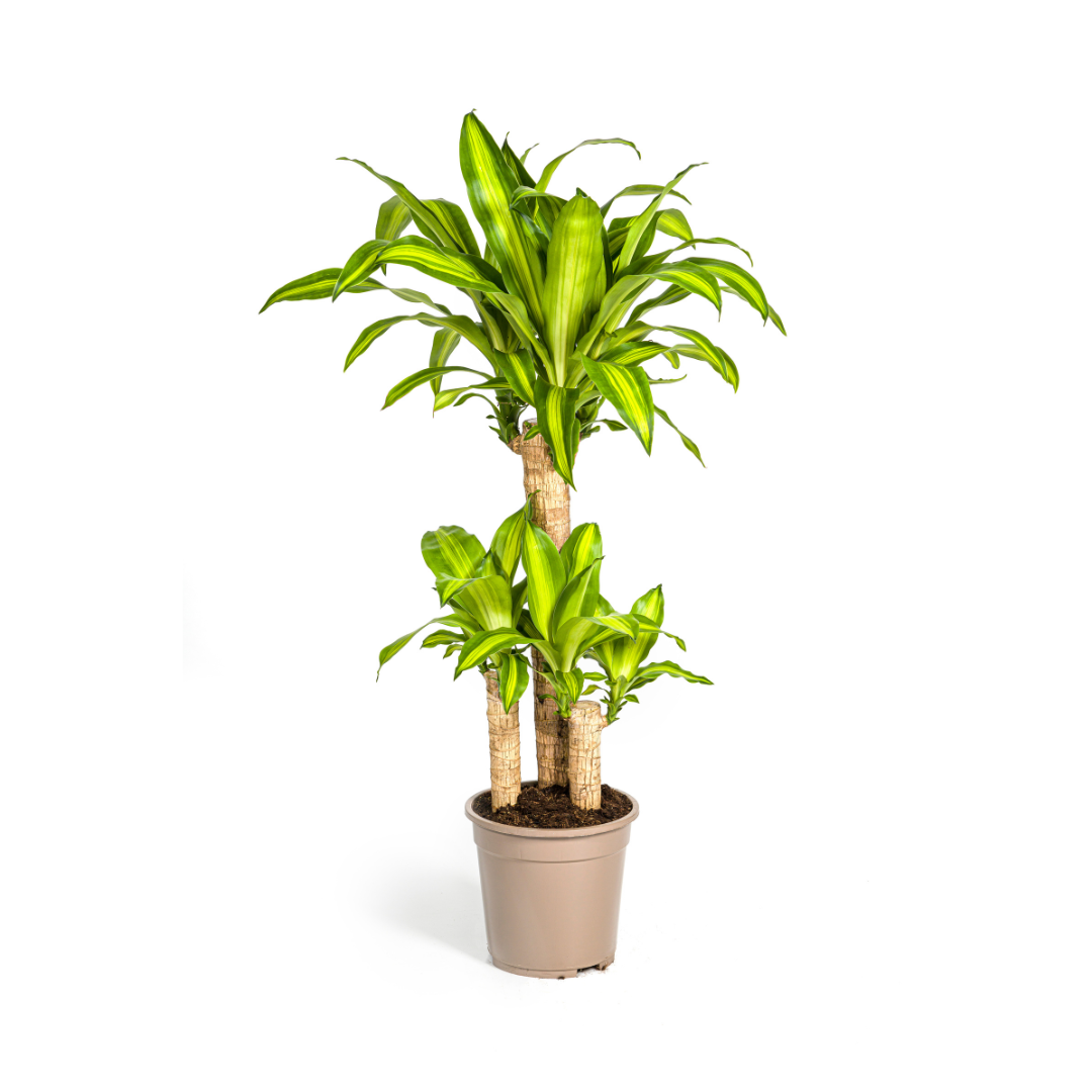 Duftender Drachenbaum - Dracaena Fragrans Massangeana | 90 - 110cm | Ø21cm