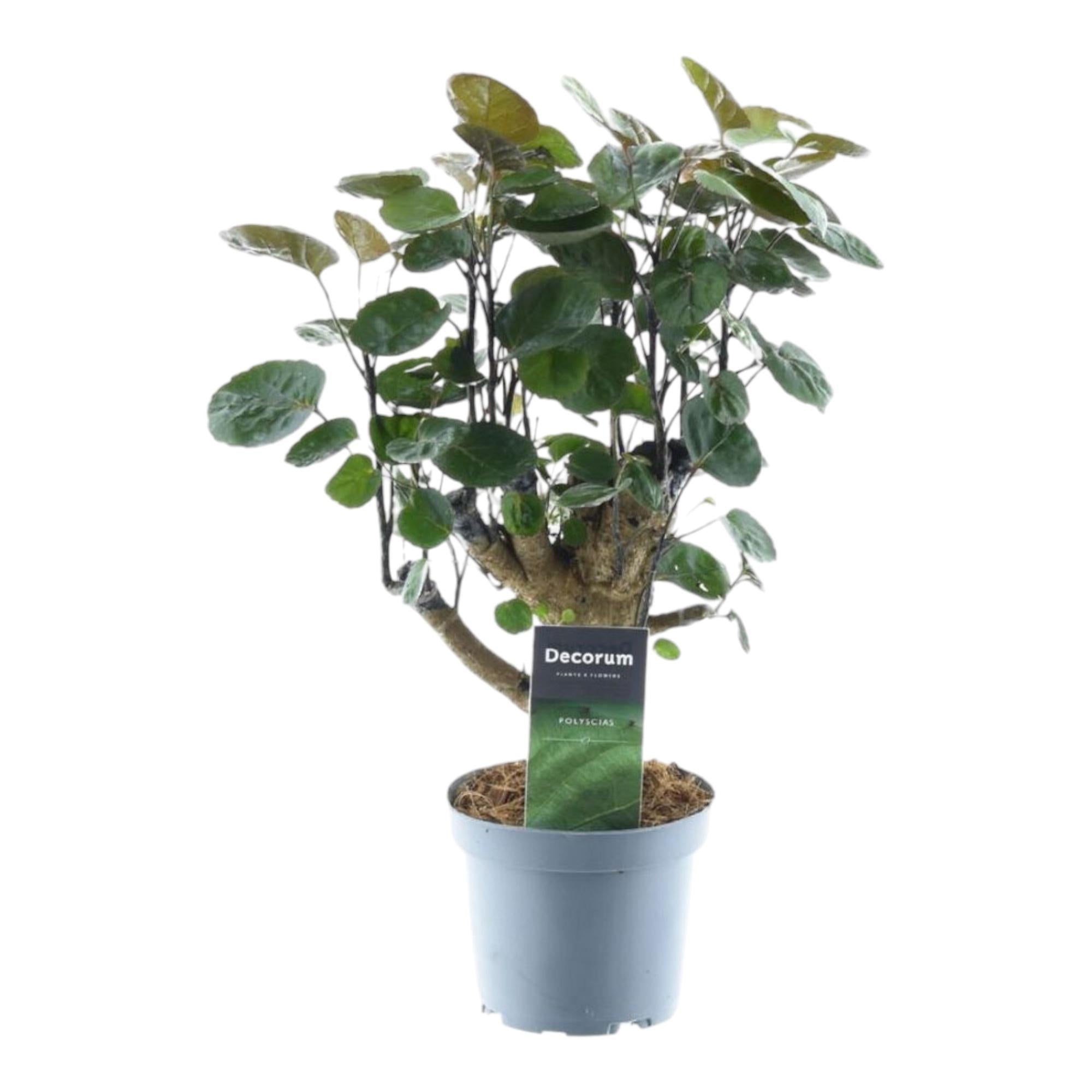 Fiederaralie - Polyscias Fabian | 45 cm | Ø12cm