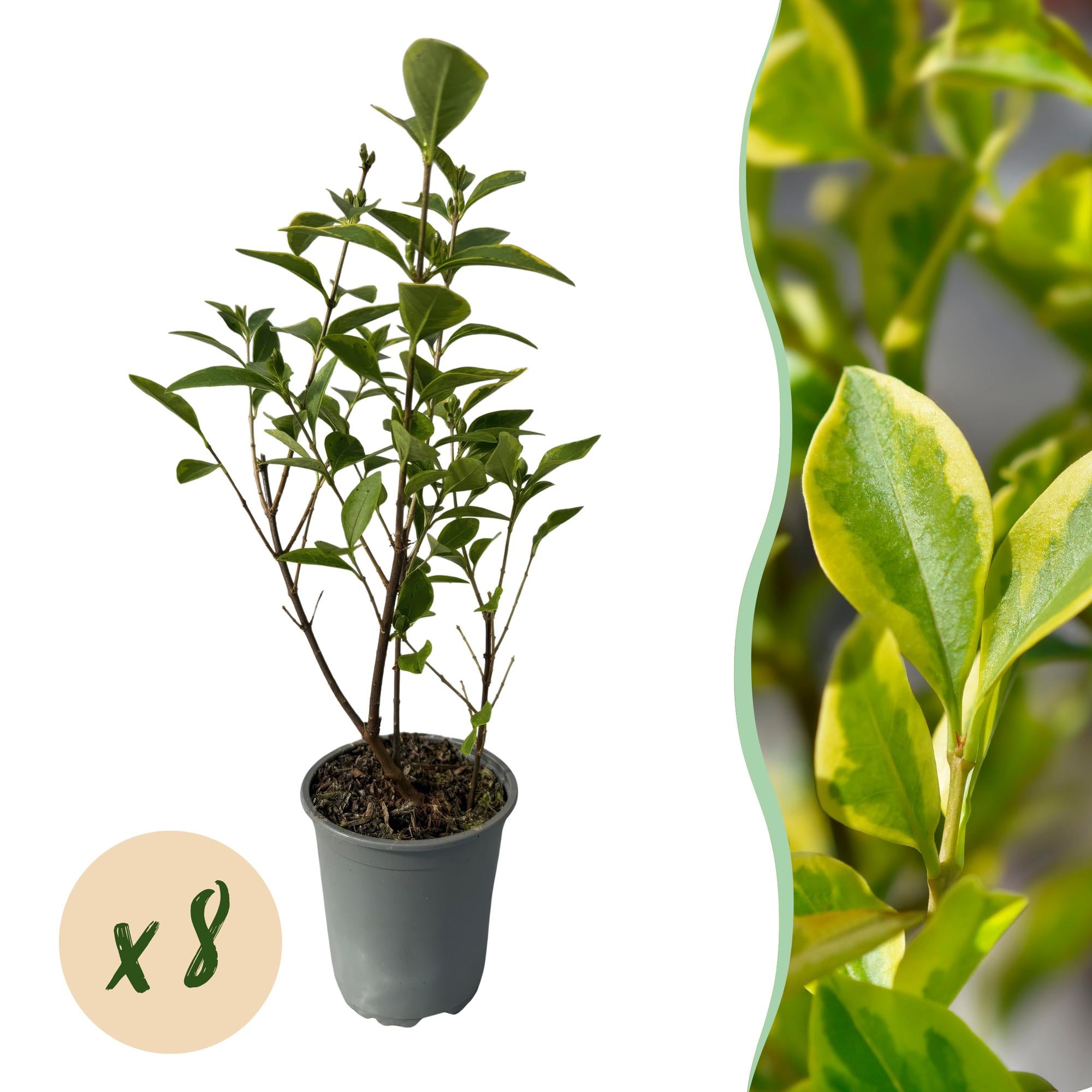 8x Goldband Liguster - Ligustrum ovalifolium Aureum | 8 Pflanzen