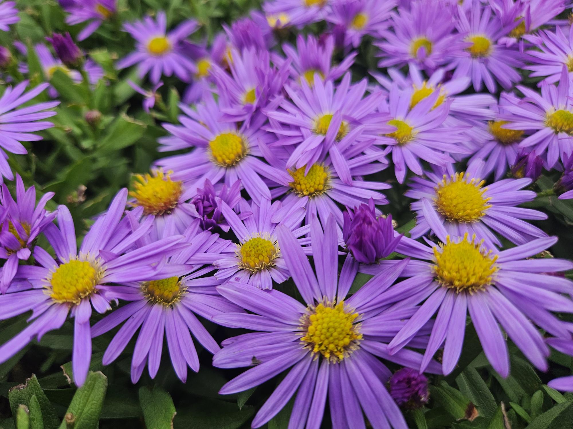 48x Herbstaster - Aster 'Prof. Anton Kippenberg' | 10-25cm | Ø9cm