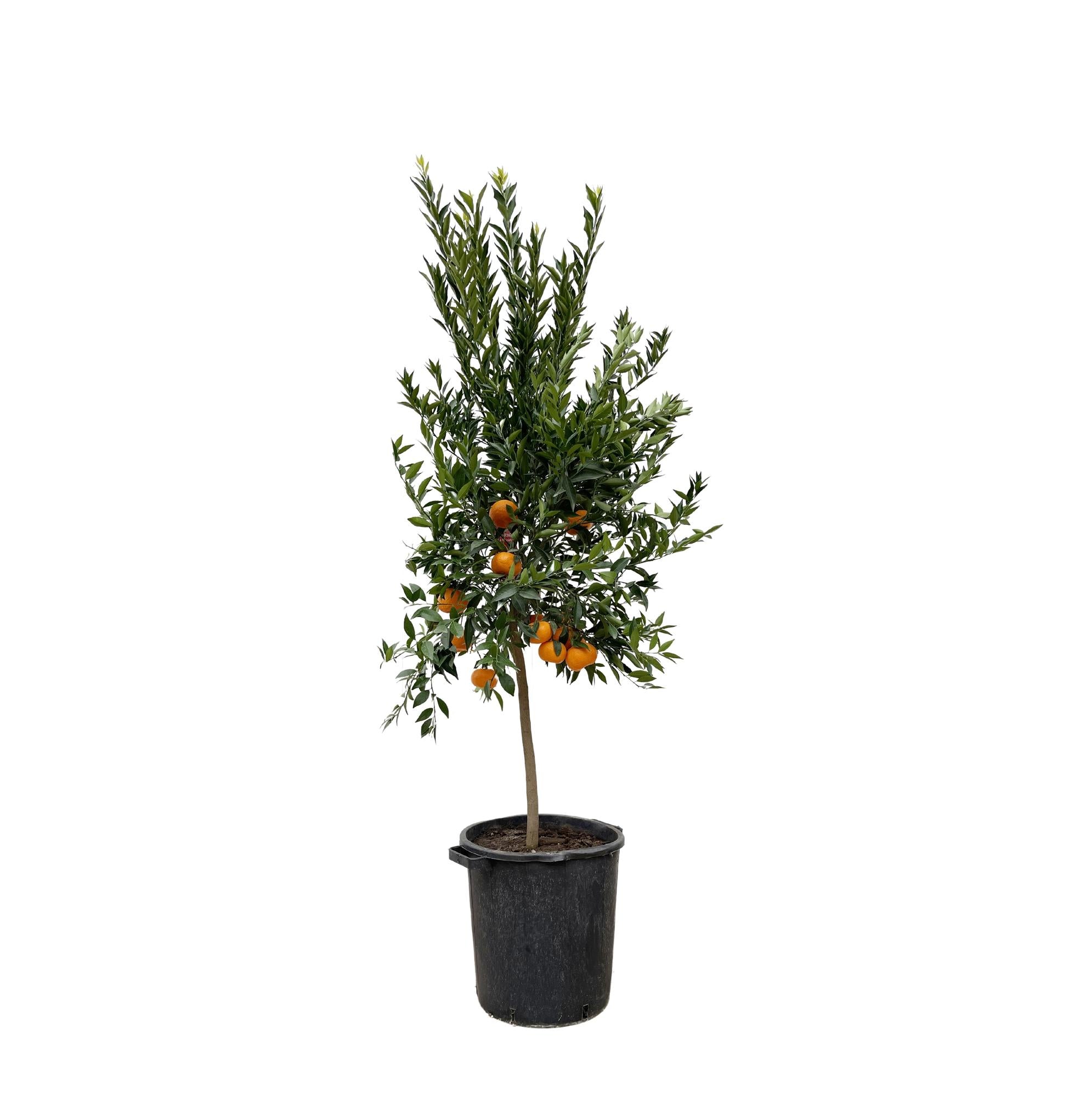 Mandarinbaum - Citrus Mandarino | 200 cm | Ø40 cm