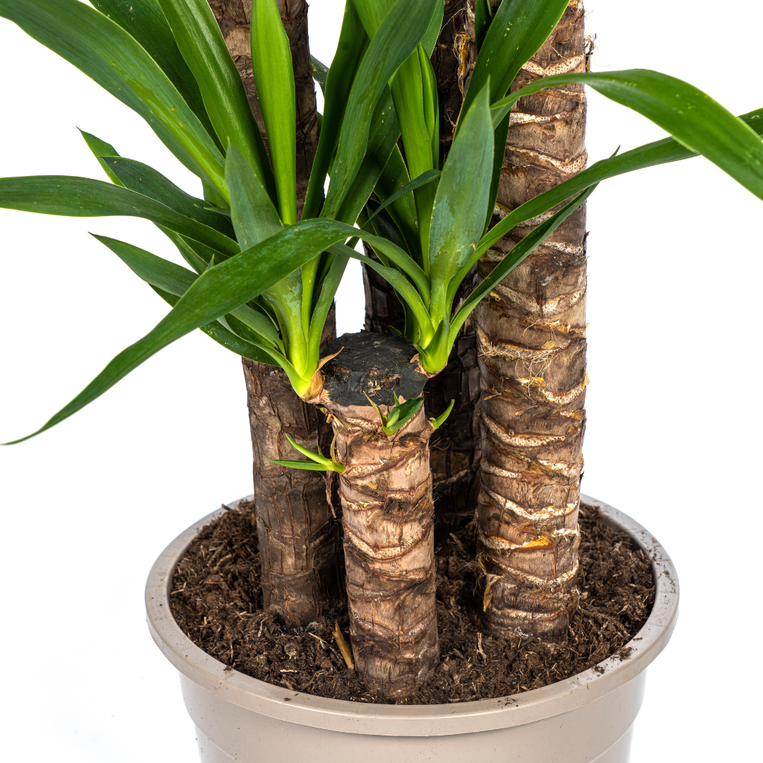 Yuccapalme - Palmlilie - Yucca Elephantipes | 150 - 170cm | Ø27cm