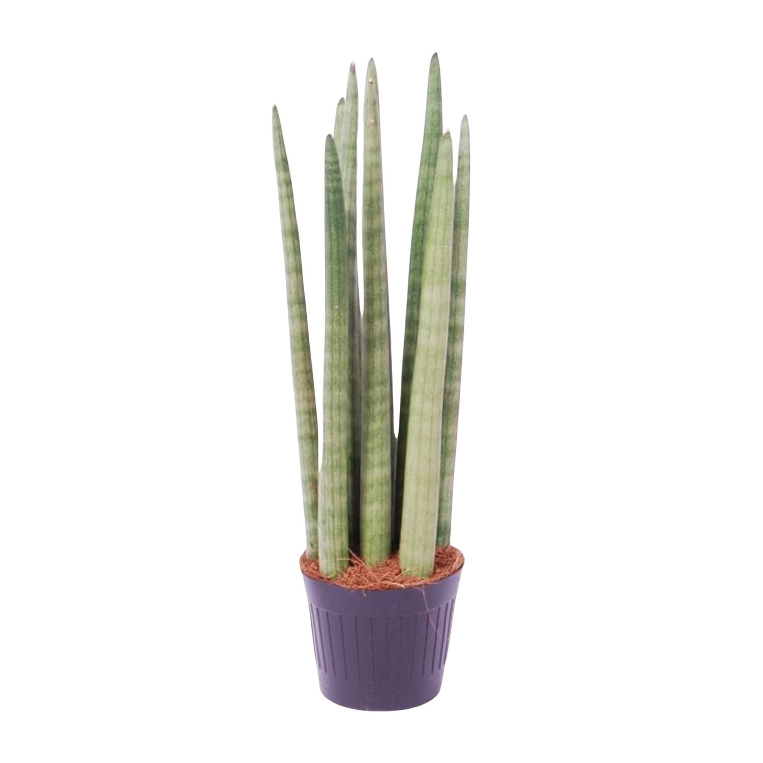 Schlangenpflanze - Sansevieria cylindrica 'Spaghetti' | 40 cm | Ø10,5cm