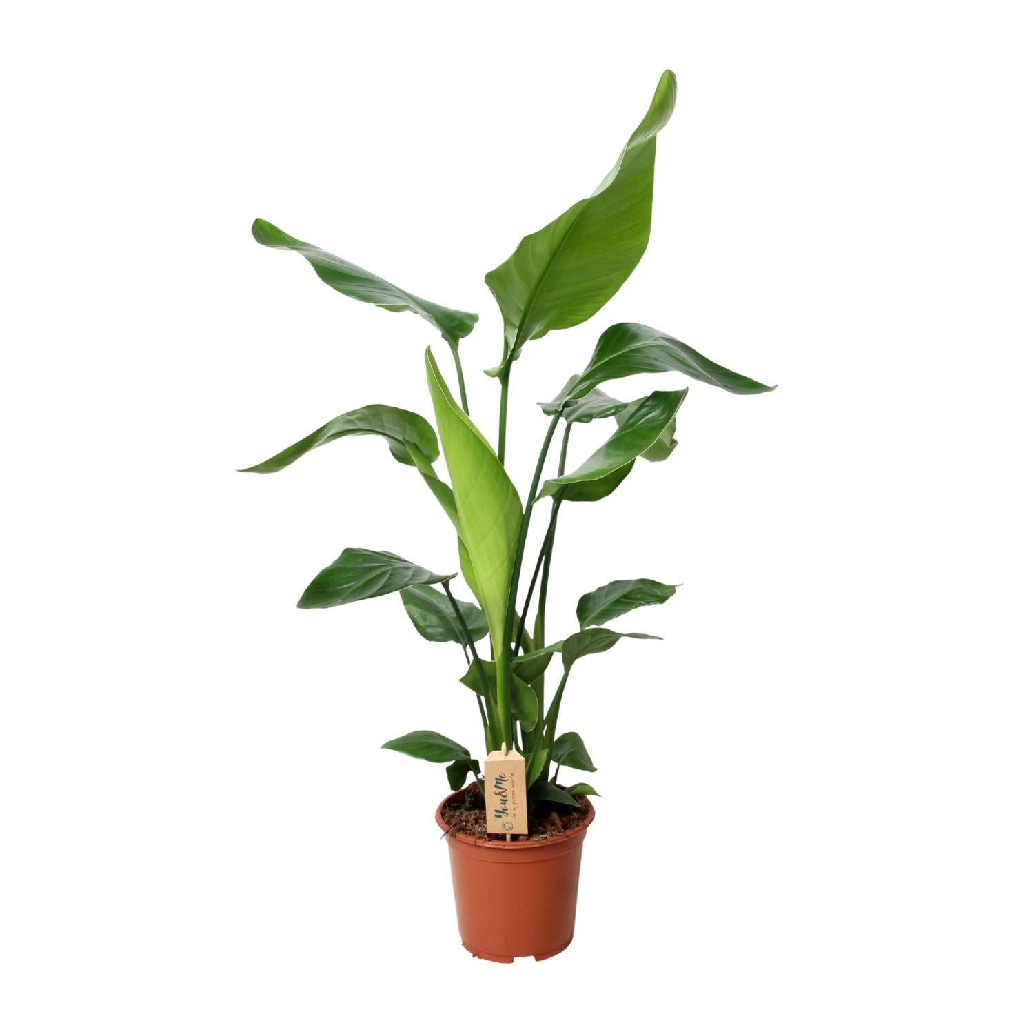 Weiße Paradiesvogelblume - Strelitzia Nicolai | 90 cm | Ø19cm