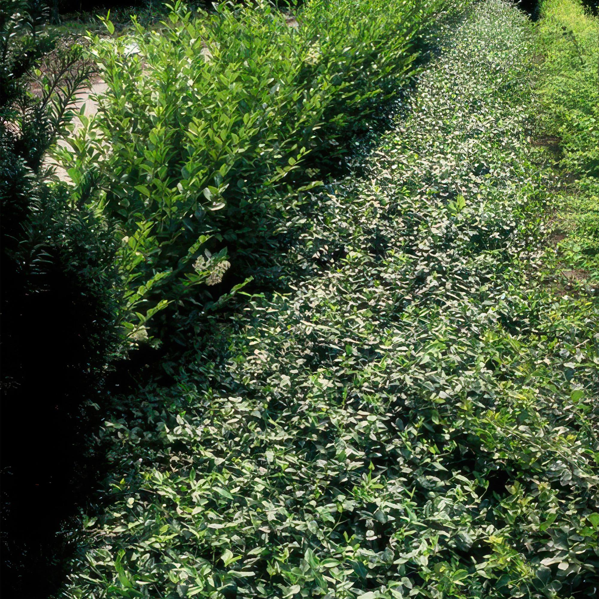 48x Rankender Spindelstrauch - Euonymus fortunei radicans | 10-25cm | Ø9cm