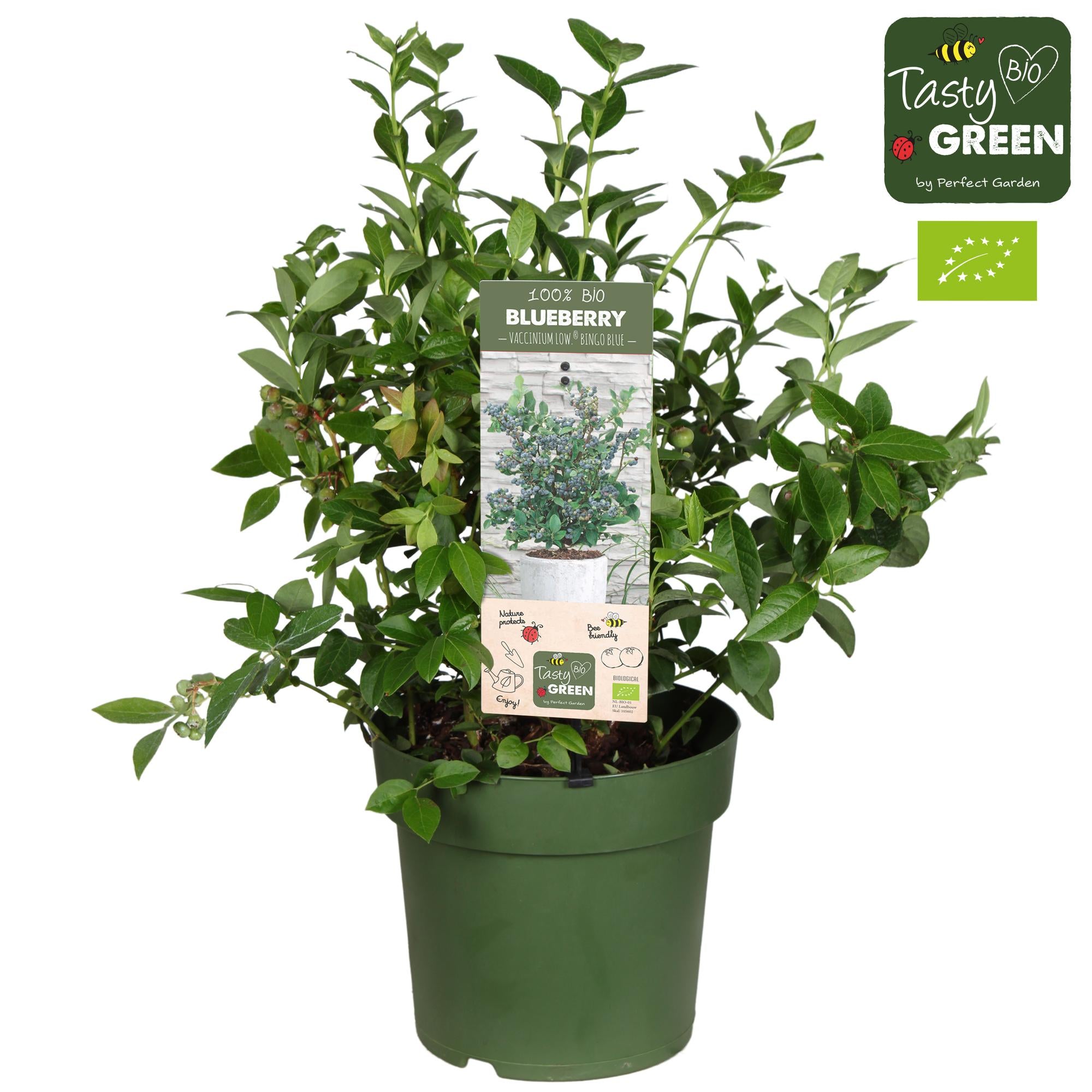 Heidelbeere Blaubeere 'Bingo Blue' Bio – Vaccinium corymbosum | Ø23 cm | 50 cm
