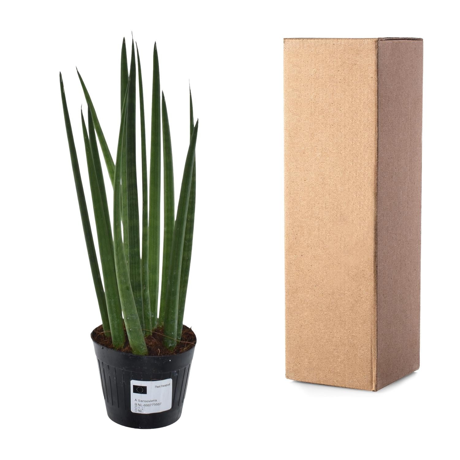 Mikado - Schlangenpflanze - Sansevieria Cylindrica 'Bacularis' | 38 cm | Ø10,5cm