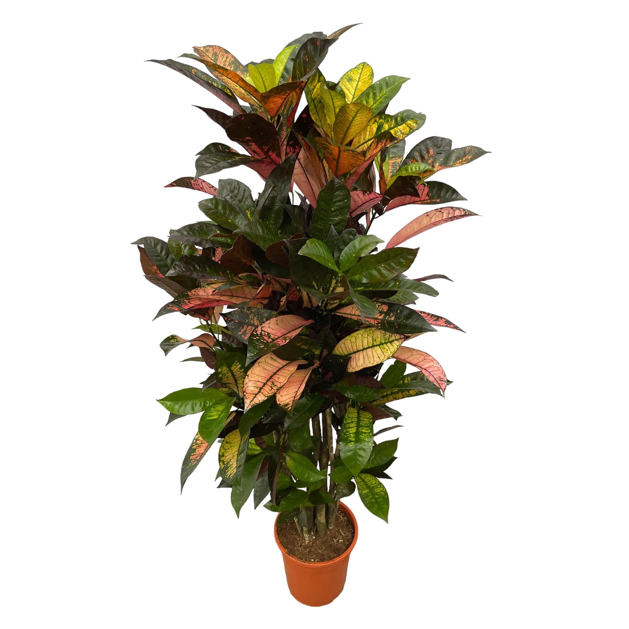 Krokodilstränenpflanze - Codiaeum (Croton) Iceton | 120 cm | Ø24cm