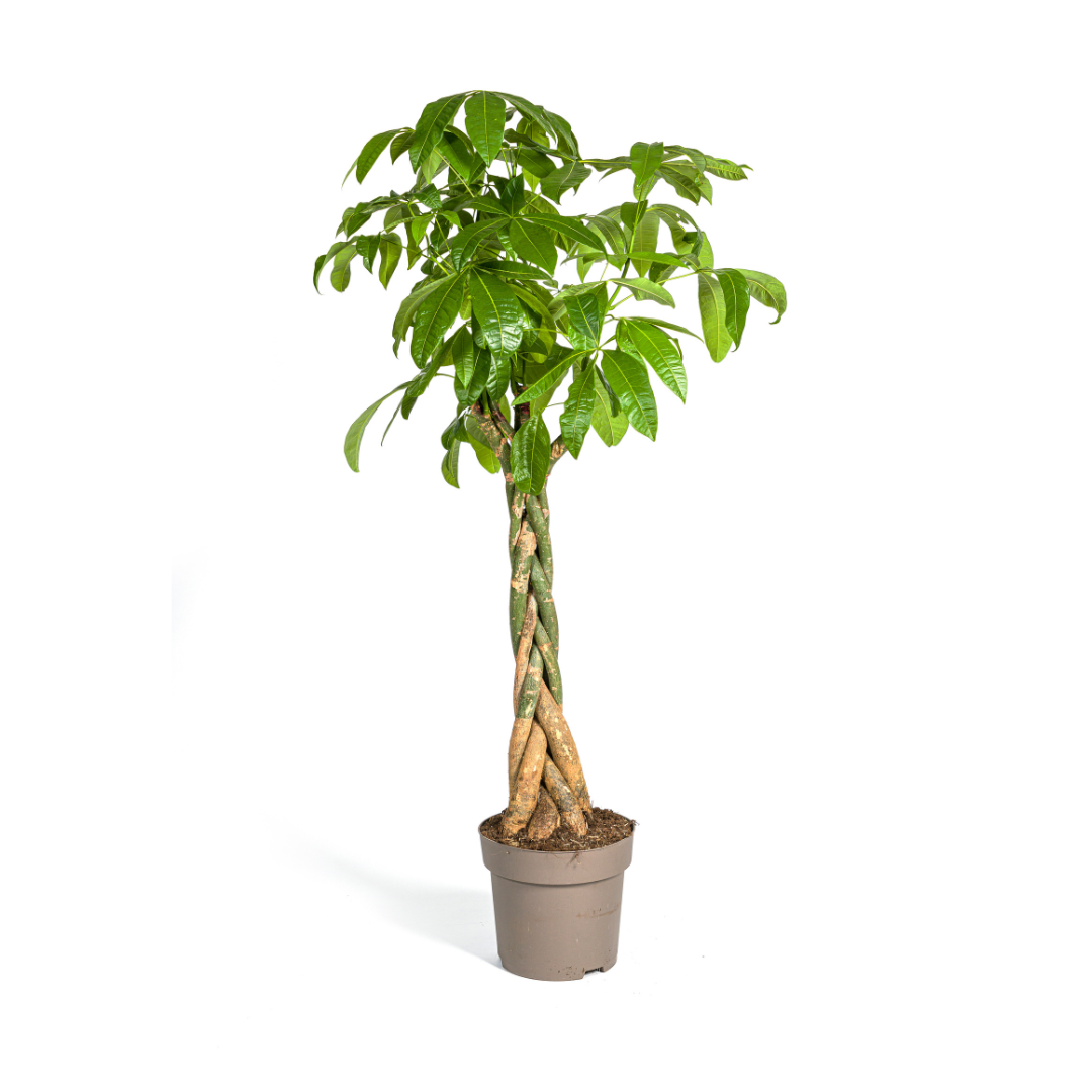Glückskastanie – Pachira Aquatica | 160–180 cm | Ø30 cm
