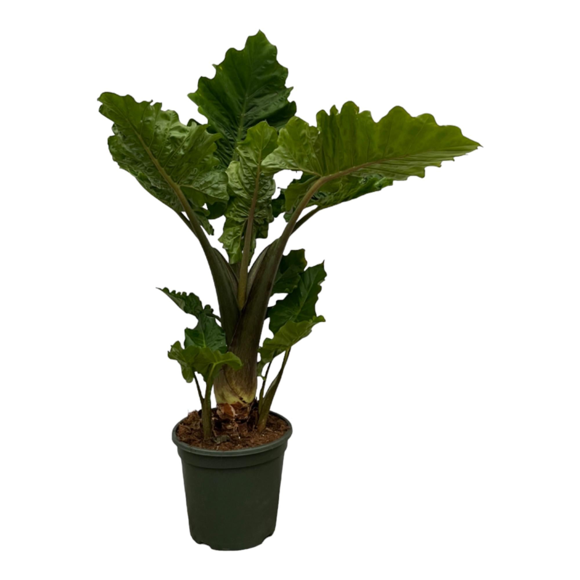 Zwerg-Elefantenohr - Alocasia Low Raider | 75 cm | Ø26cm