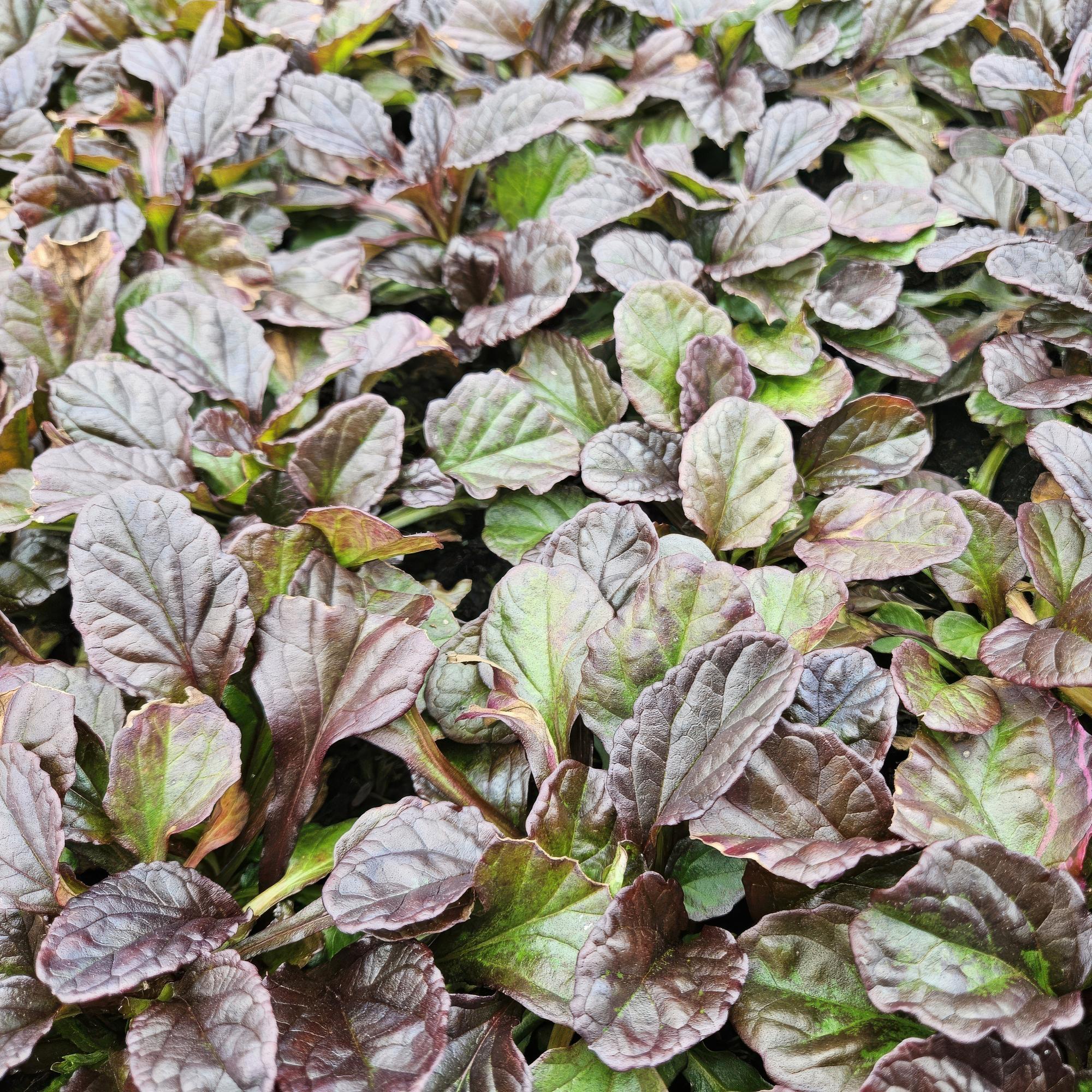 48x Kriechender Günsel - Ajuga reptans | 10-25cm | Ø9cm