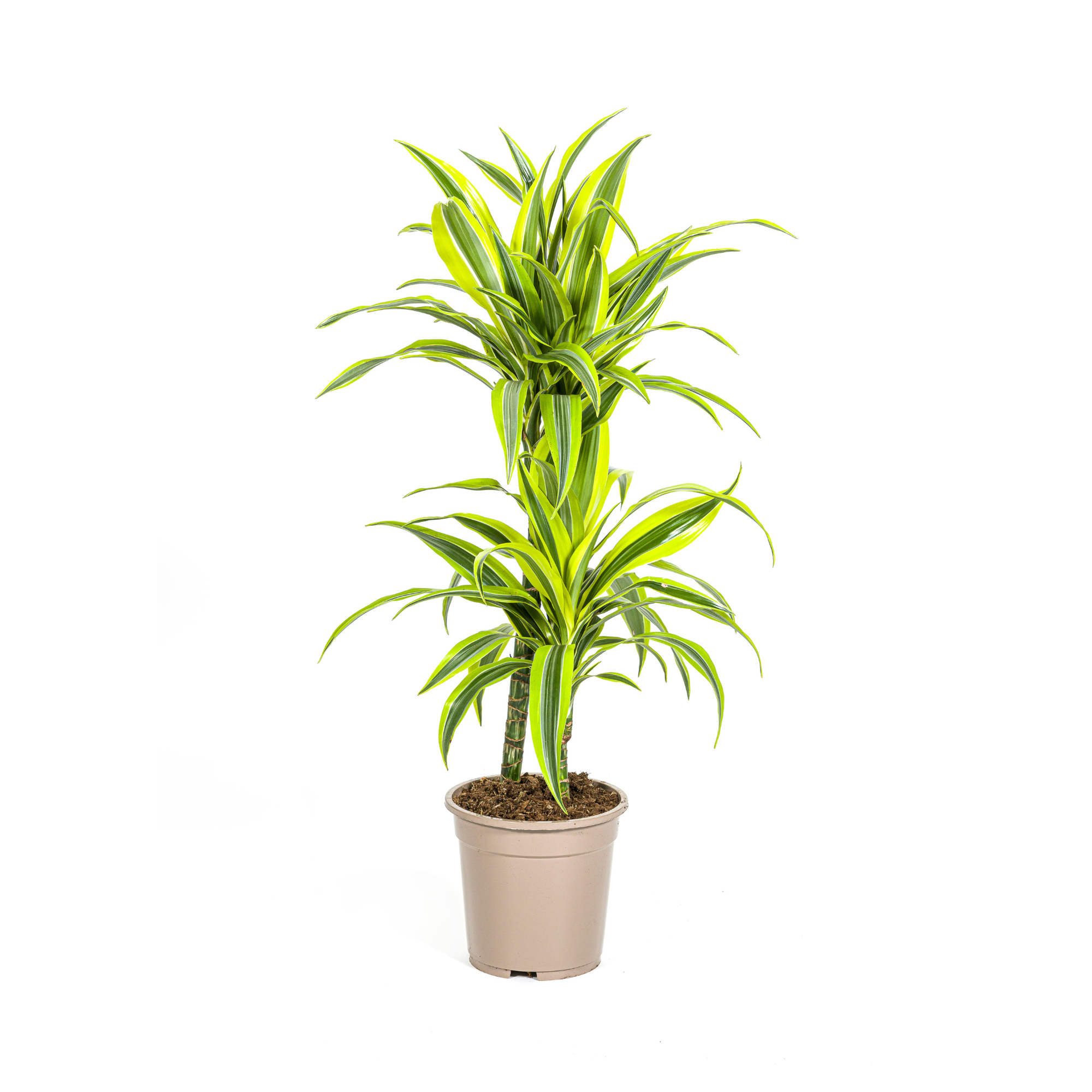 Drachenbaum - Dracaena Deremensis Lemon Lime | 70 - 90cm | Ø19cm
