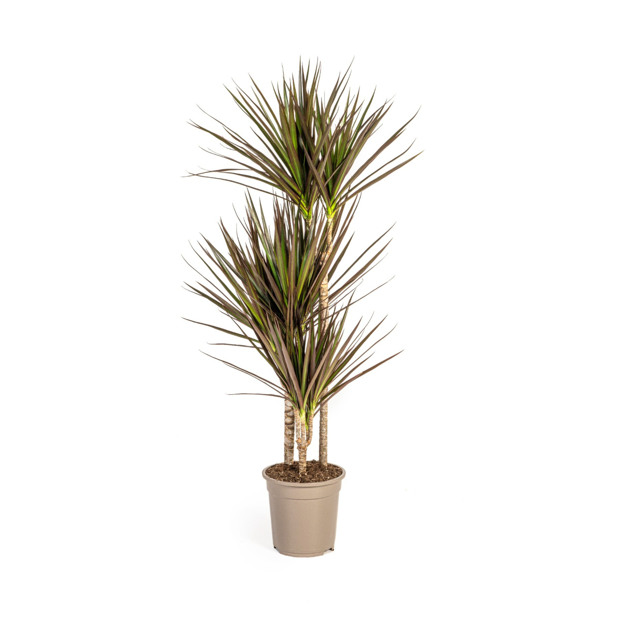 Drachenbaum - Dracaena Marginata Magenta | 110 - 130cm | Ø21cm