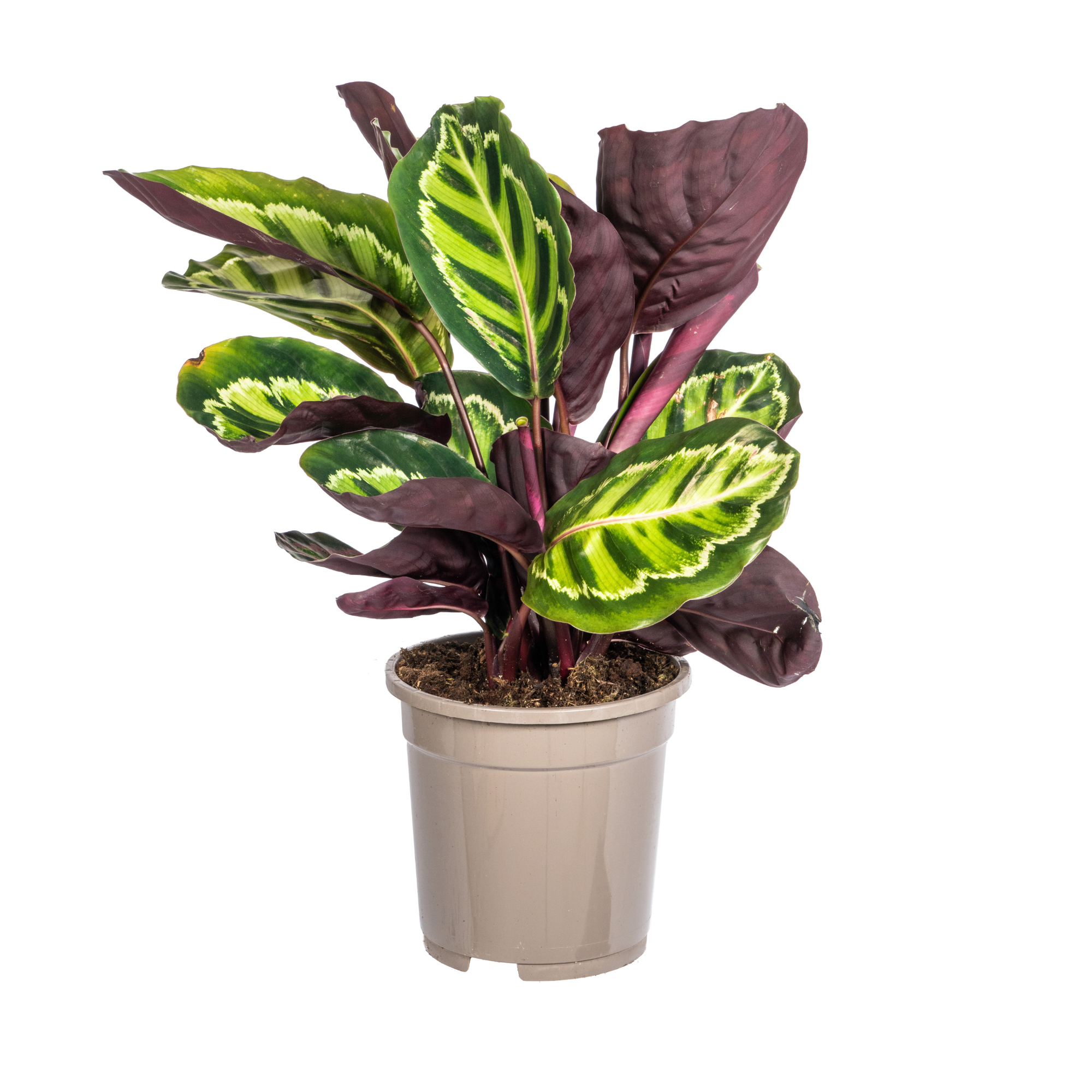 Korbmarante - Calathea Roseopicta | 40 - 50cm | Ø17cm