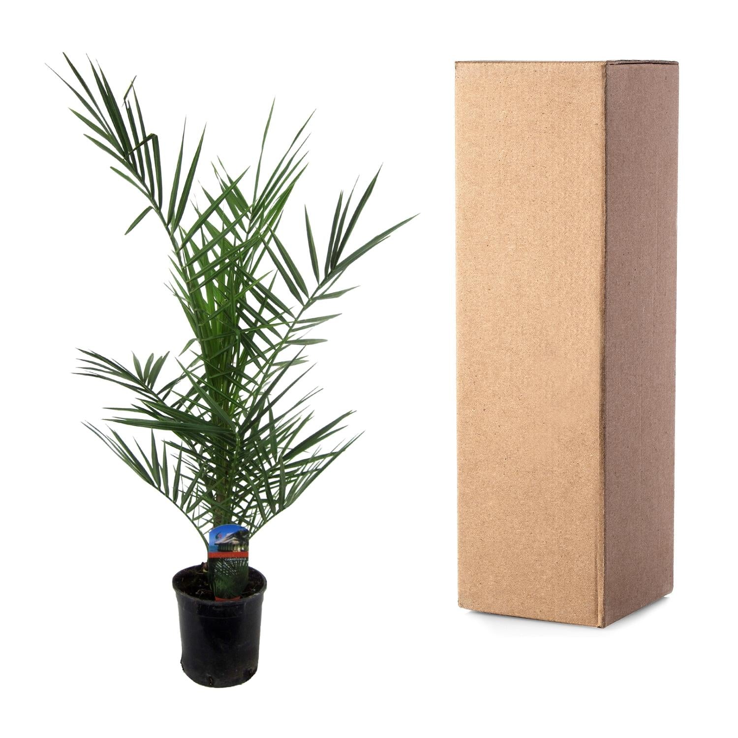 Kanarische Dattelpalme - Phoenix Canariensis | 80 cm | Ø15cm