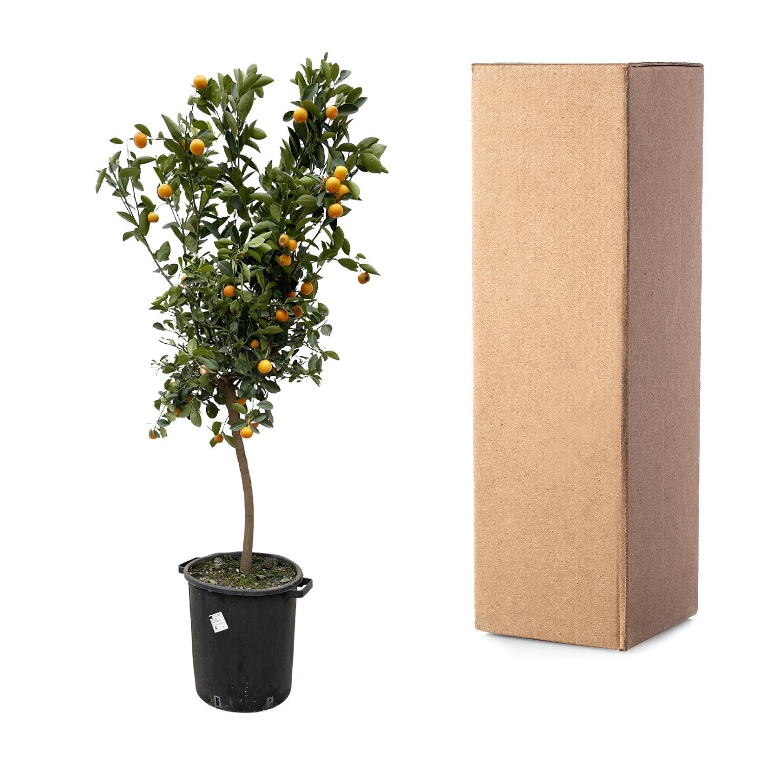 Calamondinbaum - Citrus Calamondin | 200 cm| Ø40 cm