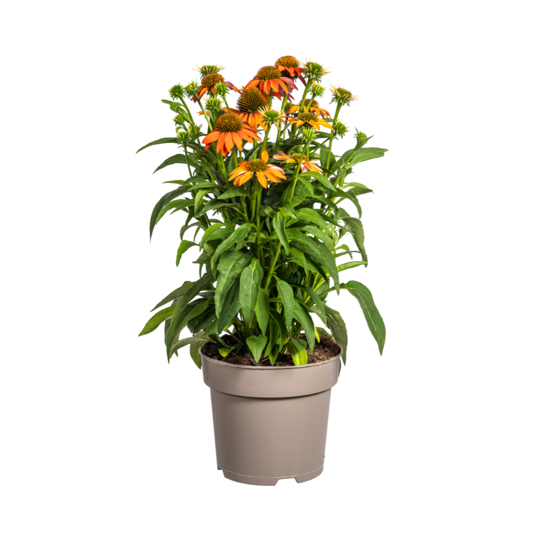 Purpur-Sonnenhut - Echinacea purpurea Orange | 60-70 cm | Ø19 cm