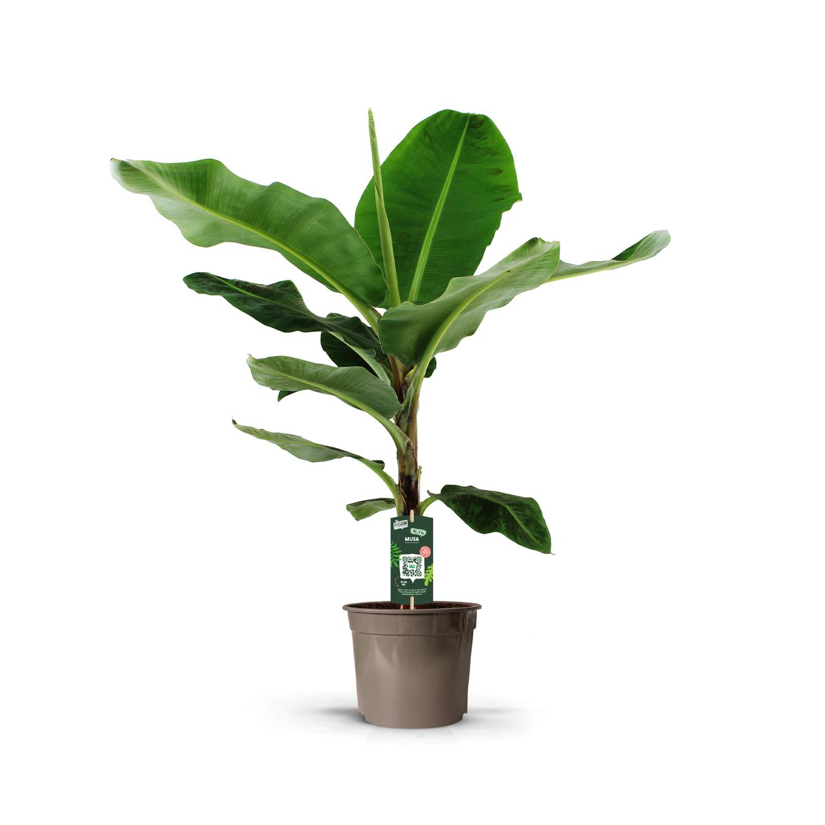 Bananenpflanze (Musa) - Tropische Banane | 140 cm | Ø27 cm