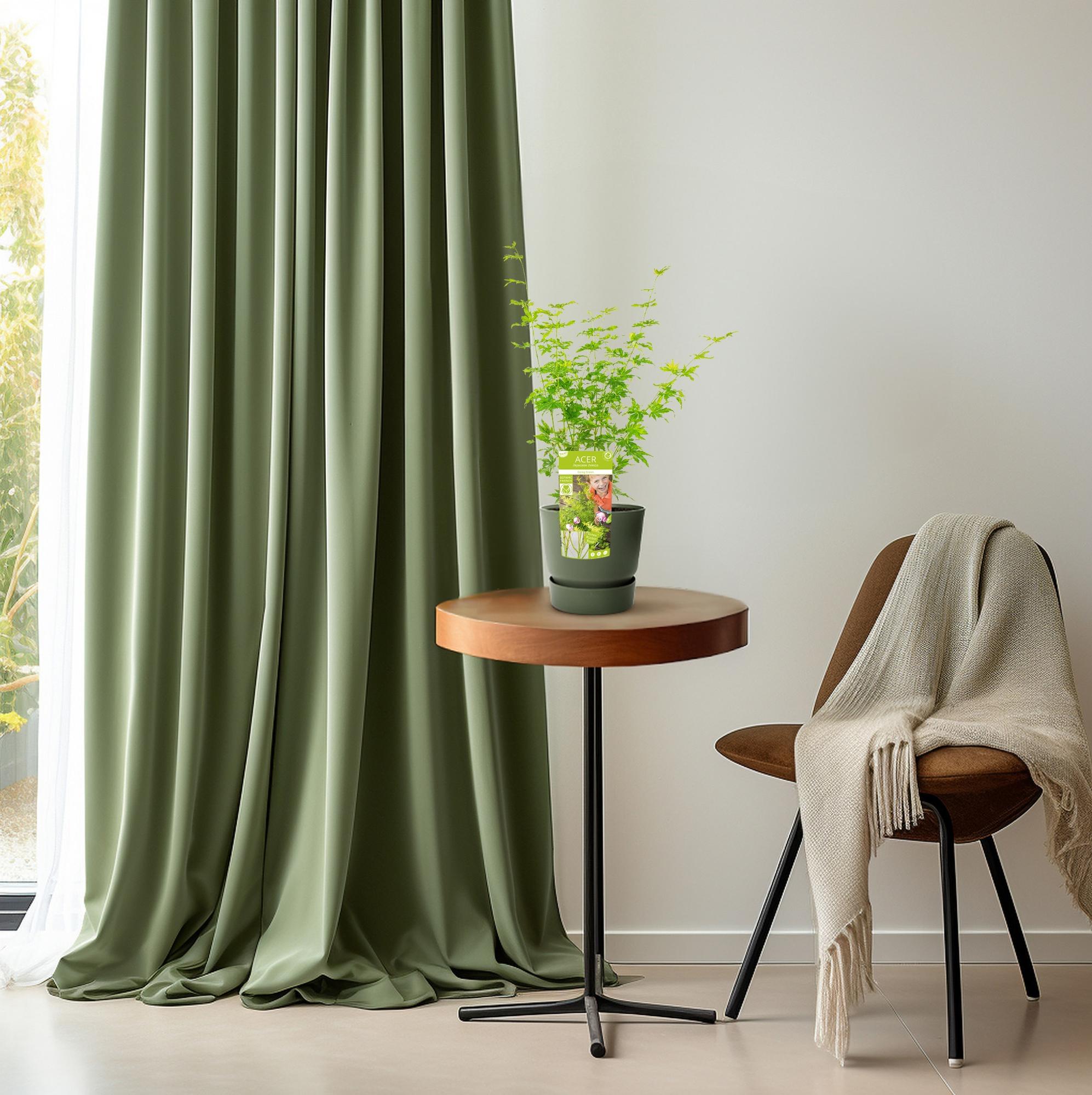 Japanischer Ahorn - Acer palmatum Going Green | 50 cm | Ø19 cm