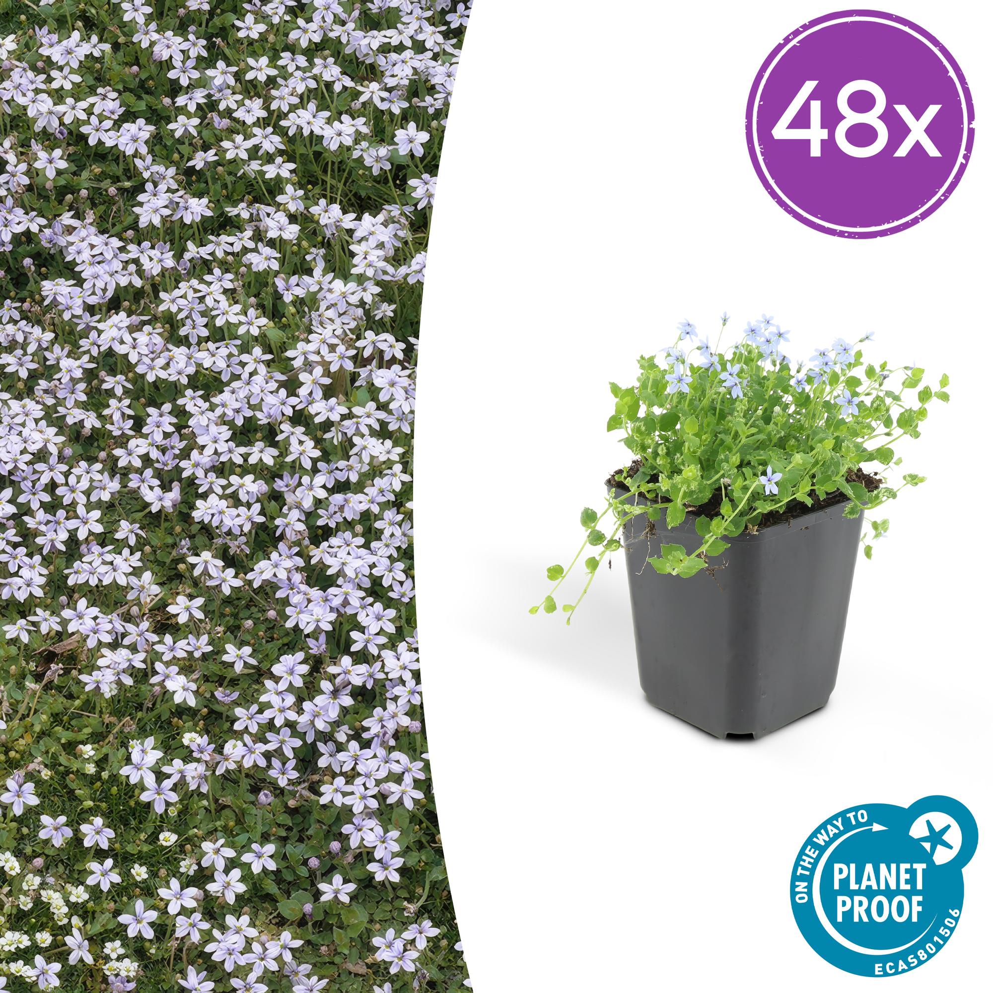 48x Sumpfglockenblume - Isotoma fluviatilis | 10-25cm | Ø9cm