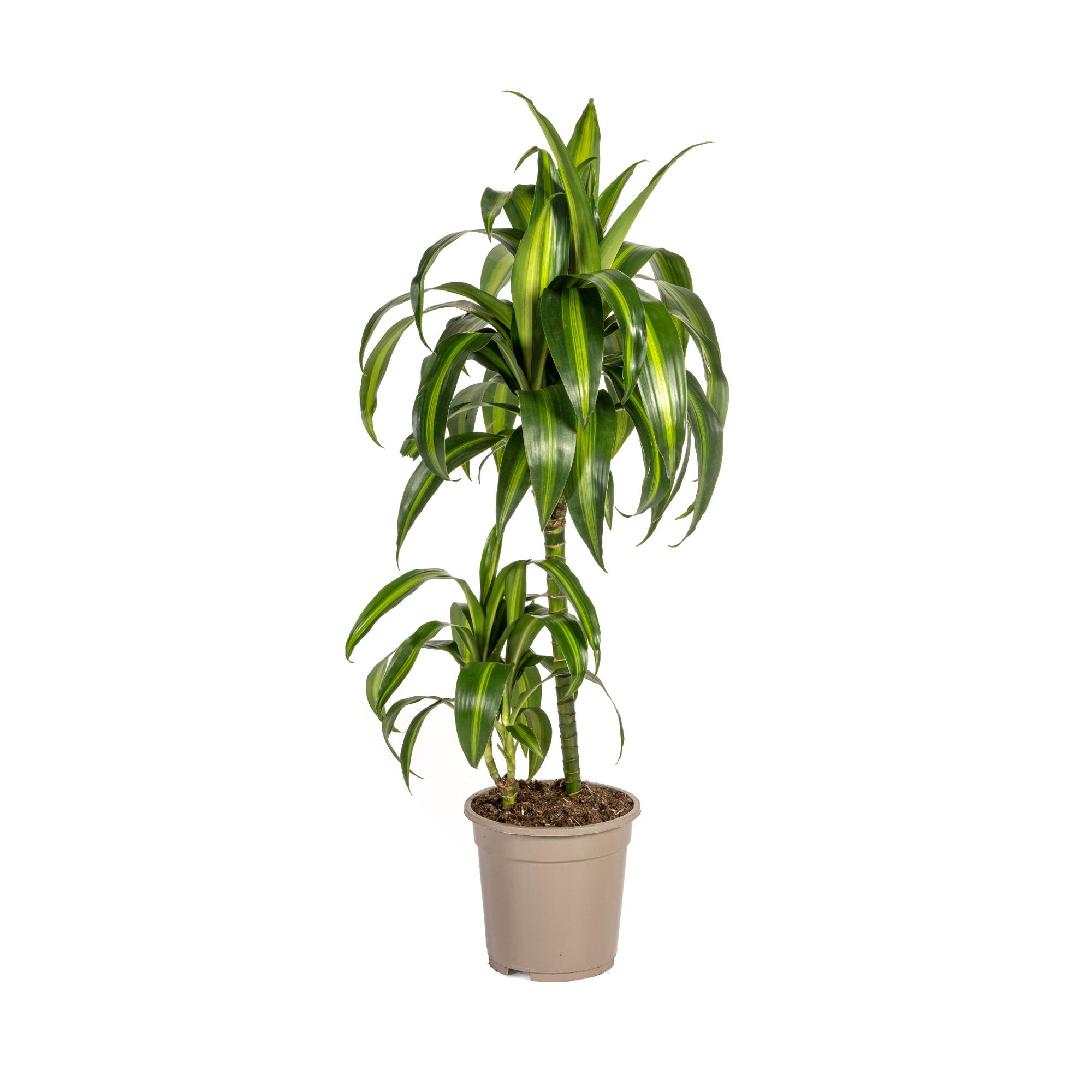 Dracaena Deremensis Hawaiian Sunshine | 70 - 90cm | Ø19cm