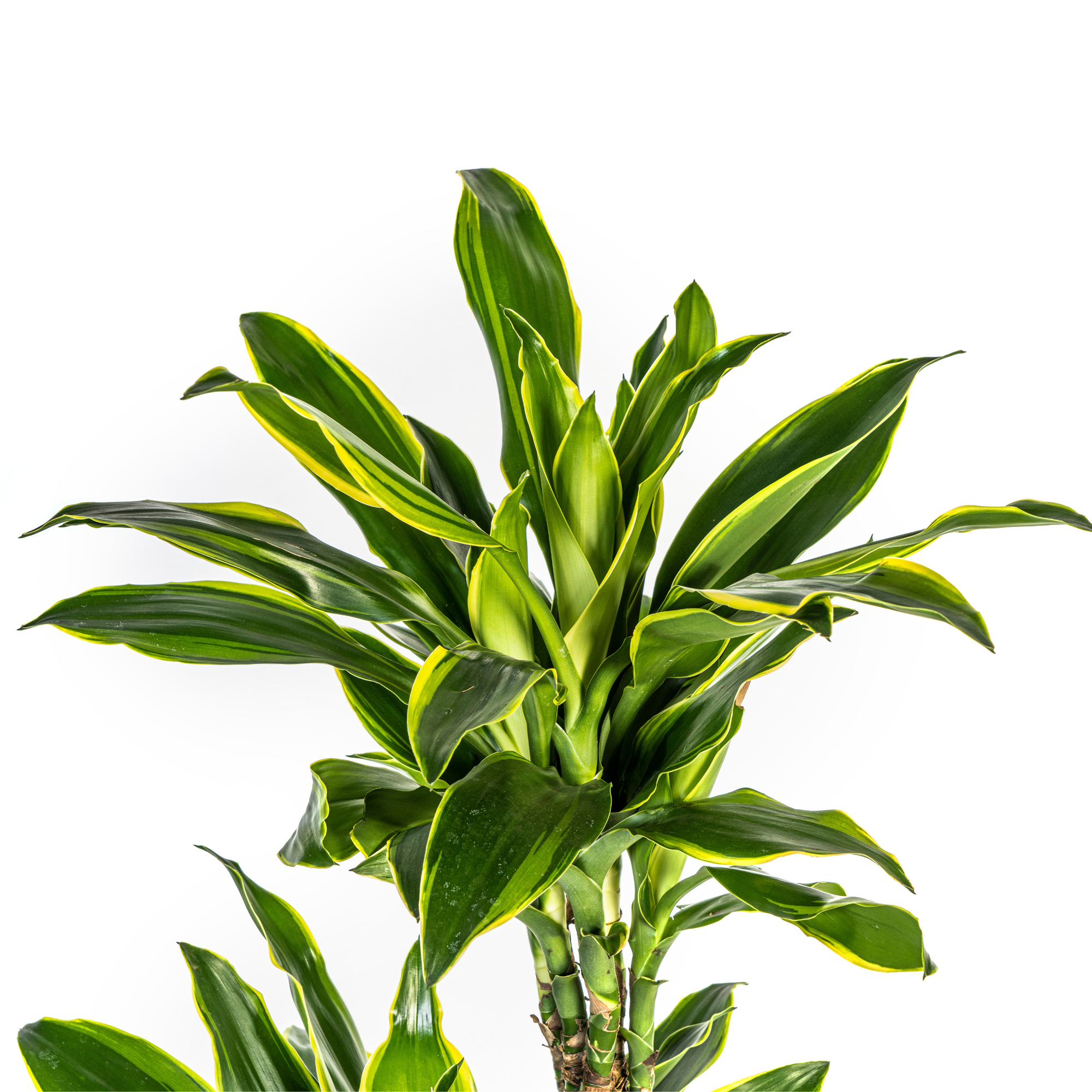 Duftender Drachenbaum - Dracaena Fragrans Golden Coast | 130 - 150cm | Ø24cm
