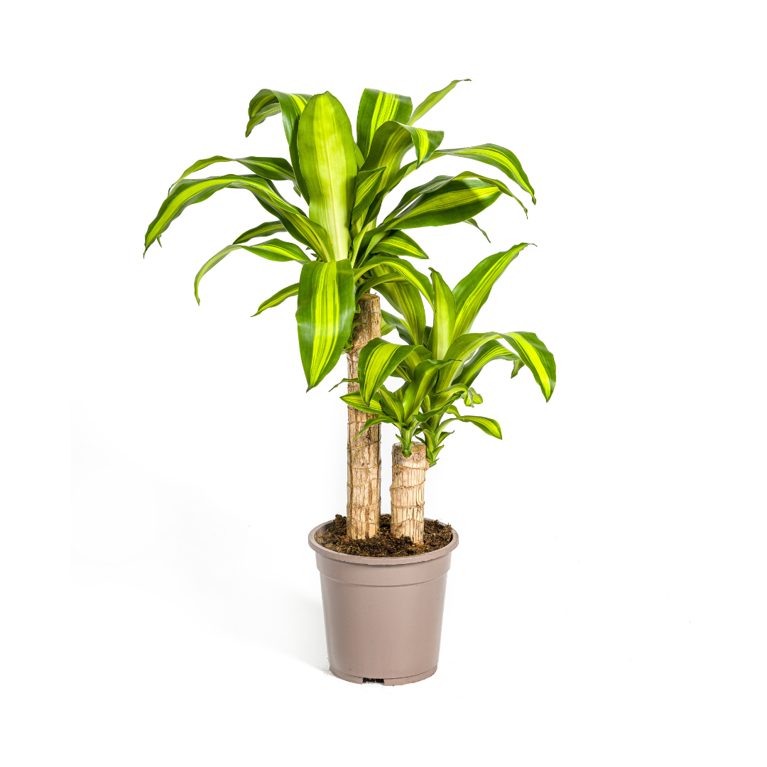 Duftender Drachenbaum - Dracaena Fragrans Massangeana | 70 - 90cm |  Ø19cm