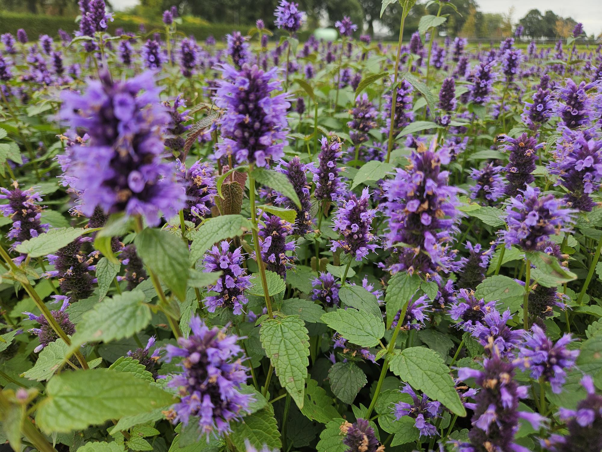 48x Duftnessel - Agastache 'Blue Fortune' | 10-25cm | Ø9cm