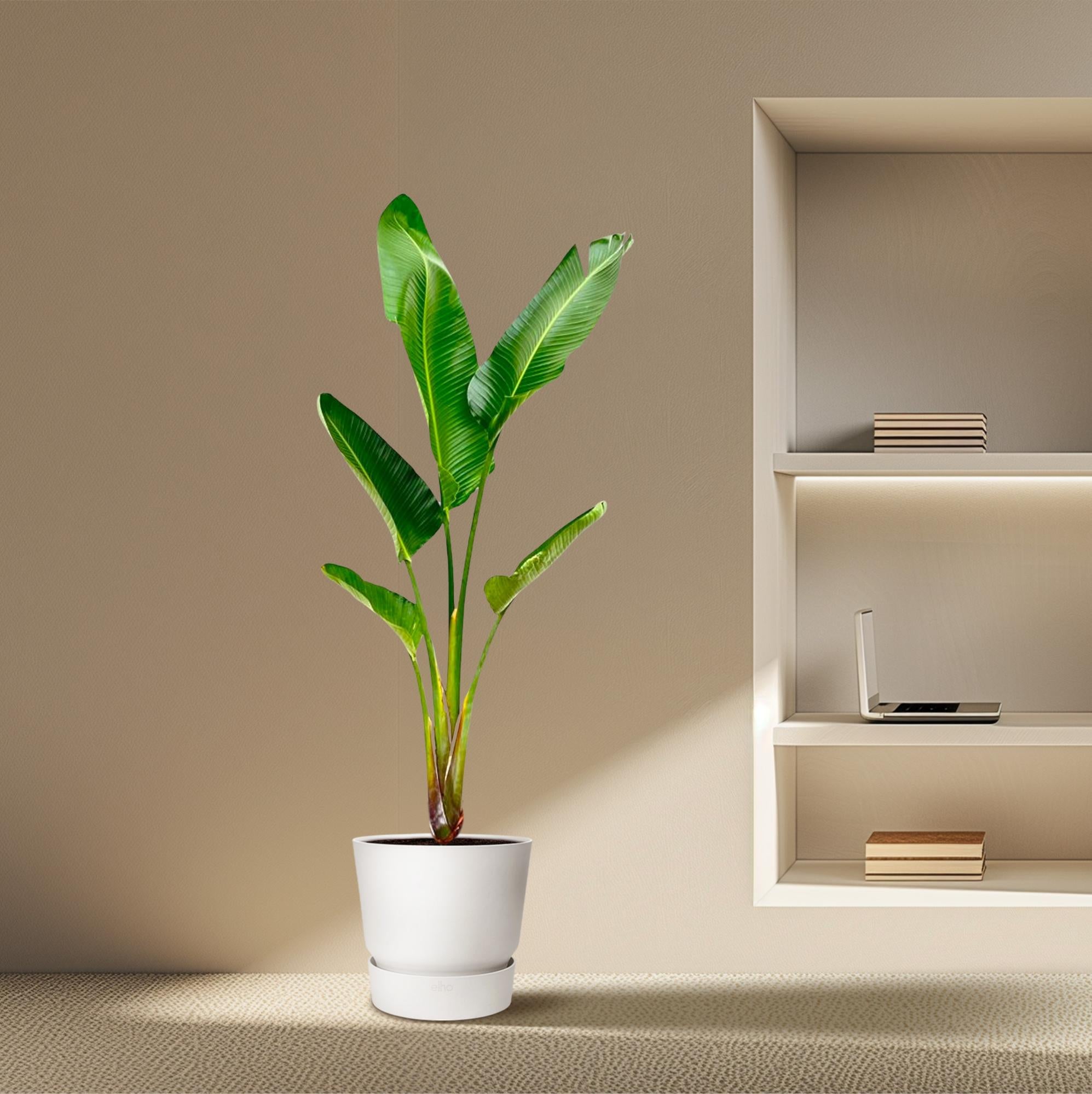 Baum-Strelitzie – Strelitzia Augusta | 210 cm | Ø30 cm
