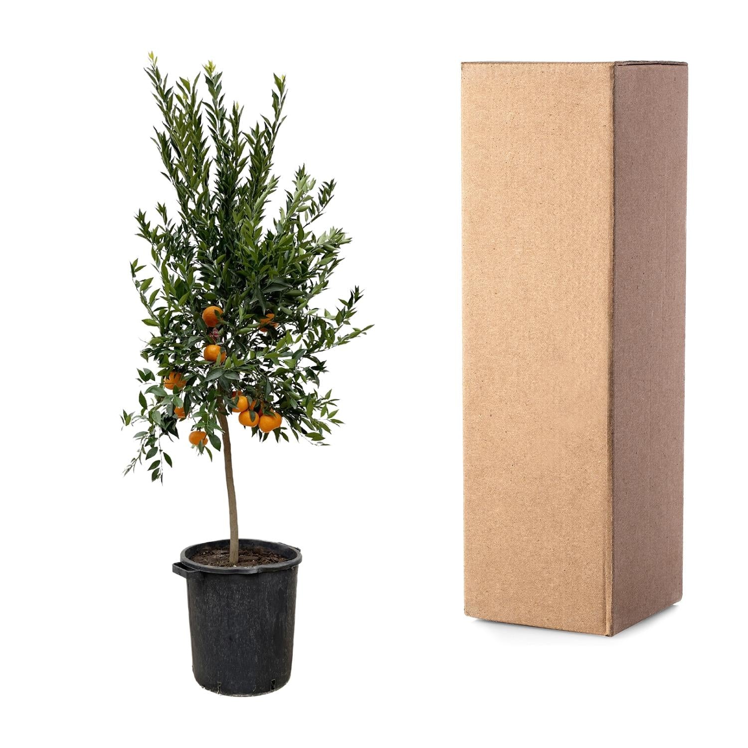 Mandarinbaum - Citrus Mandarino | 200 cm | Ø40 cm