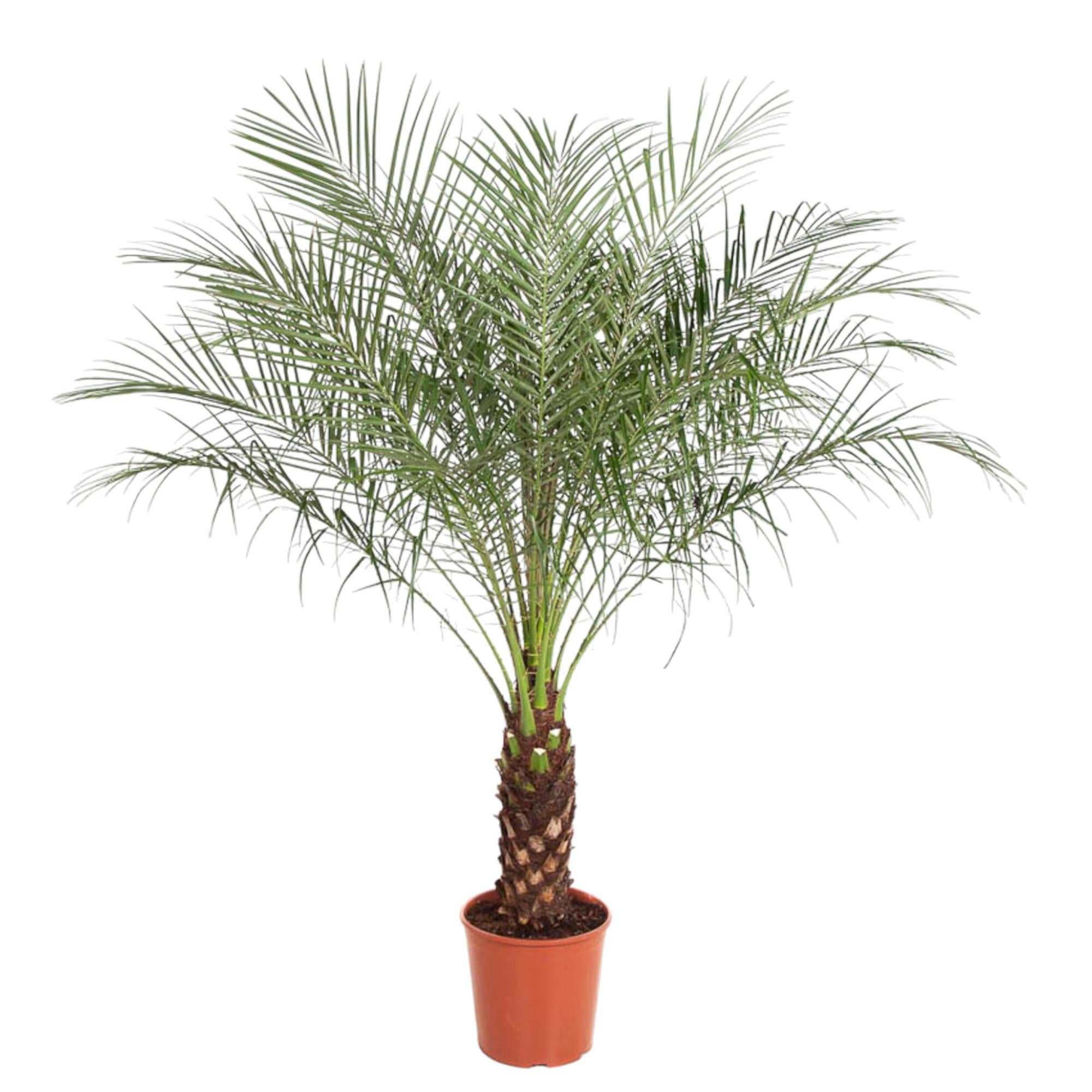 Phoenix Roebelenii - Zwergdattelpalme | 190 cm | Ø40 cm