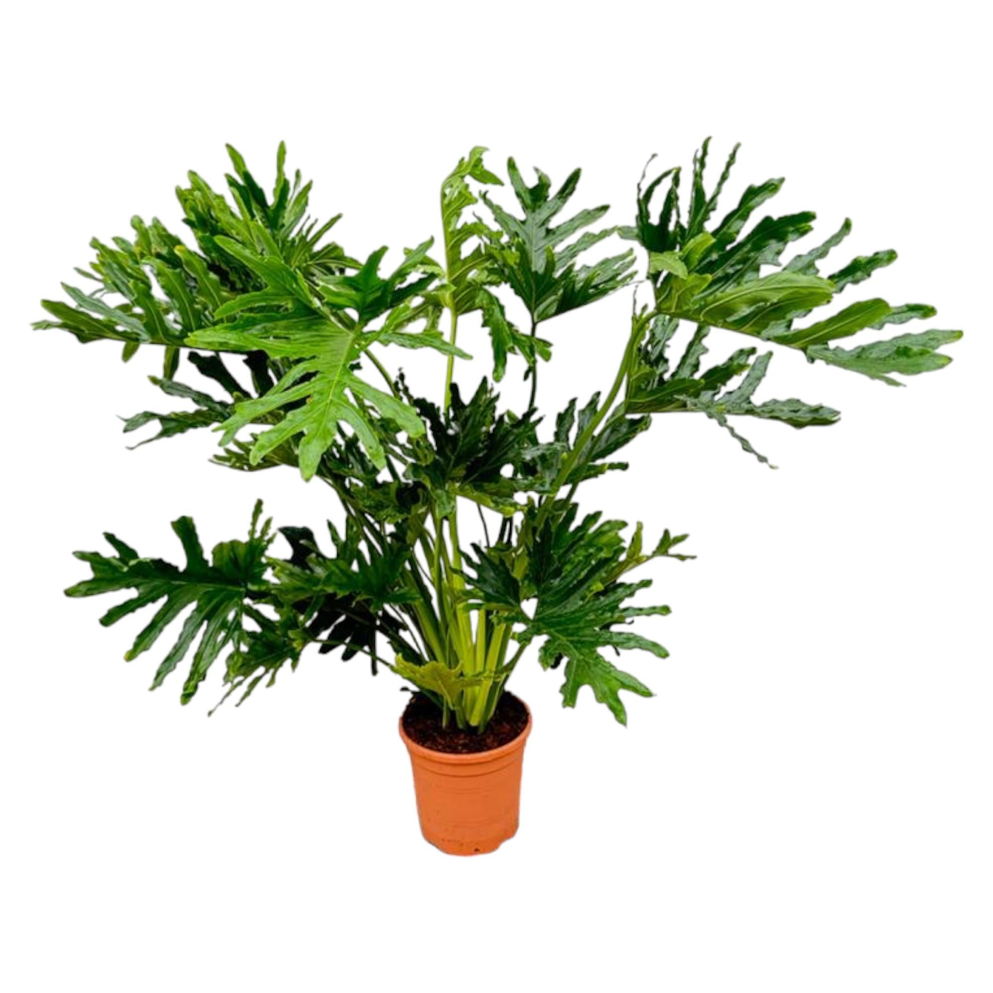 Philodendron Selloum - Baumfreund | 100 cm | Ø27 cm
