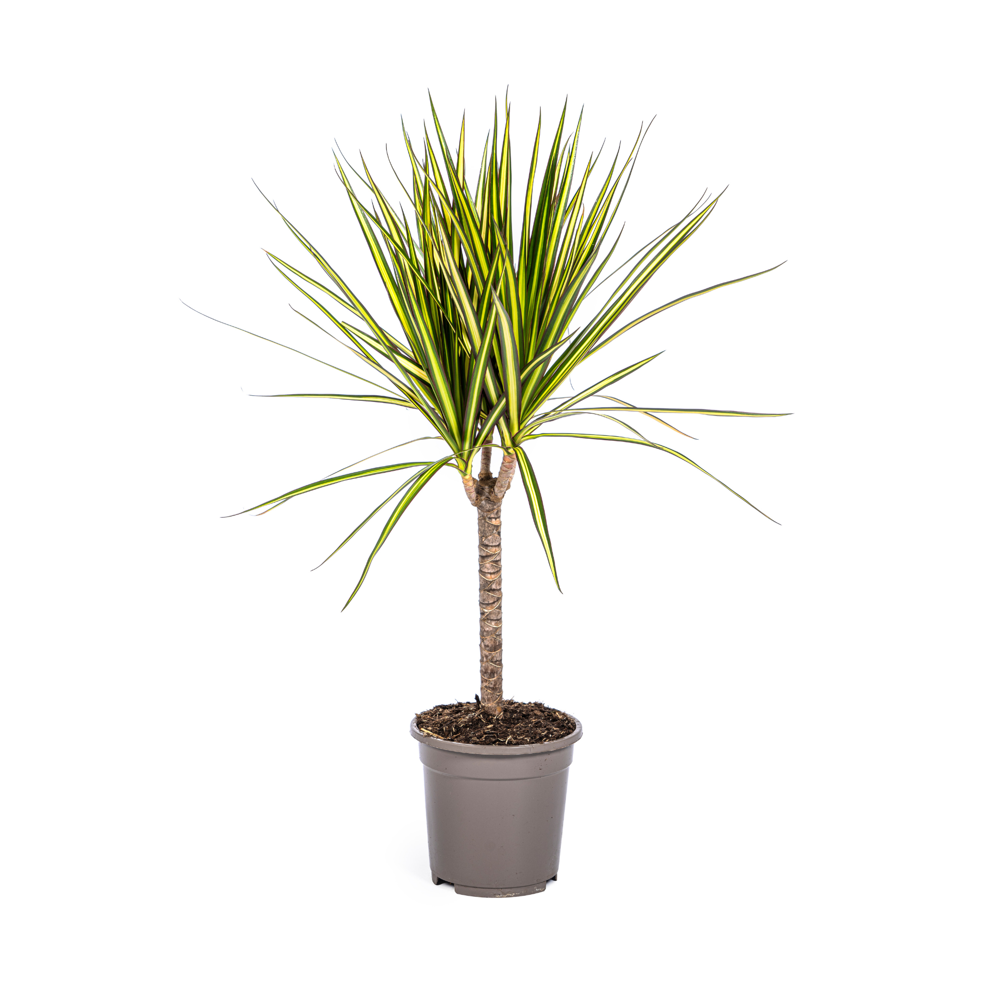 Drachenbaum - Dracaena Marginata Sunray  | 60 - 80cm | Ø17cm