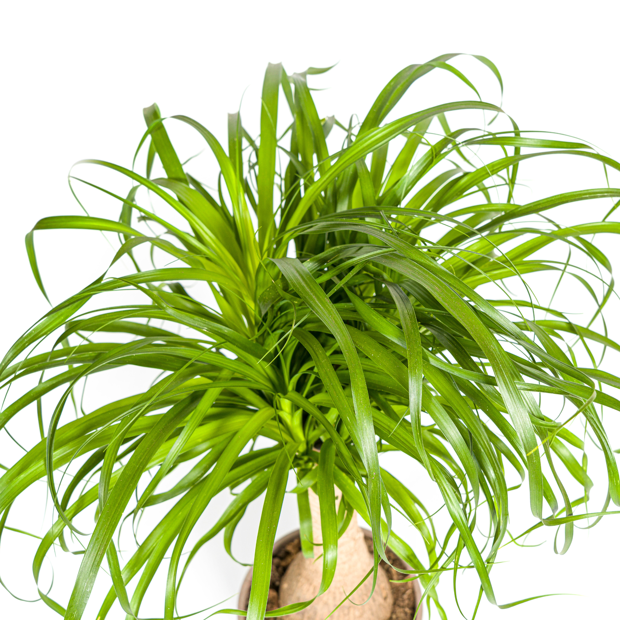 Elefantenfuß – Beaucarnea Recurvata | 60–80 cm | Ø21 cm