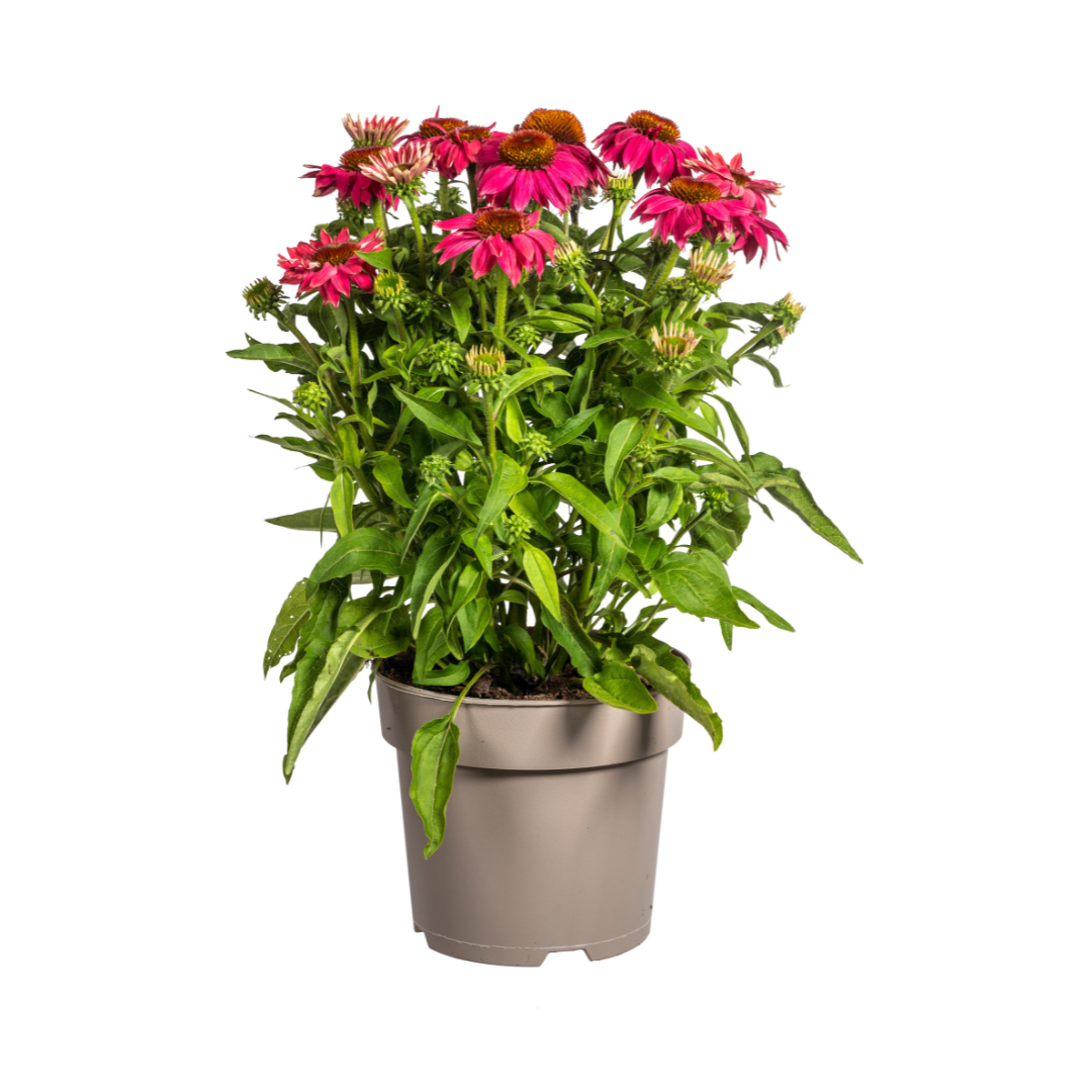 Purpur-Sonnenhut - Echinacea purpurea Purple | 60-70 cm | Ø19 cm